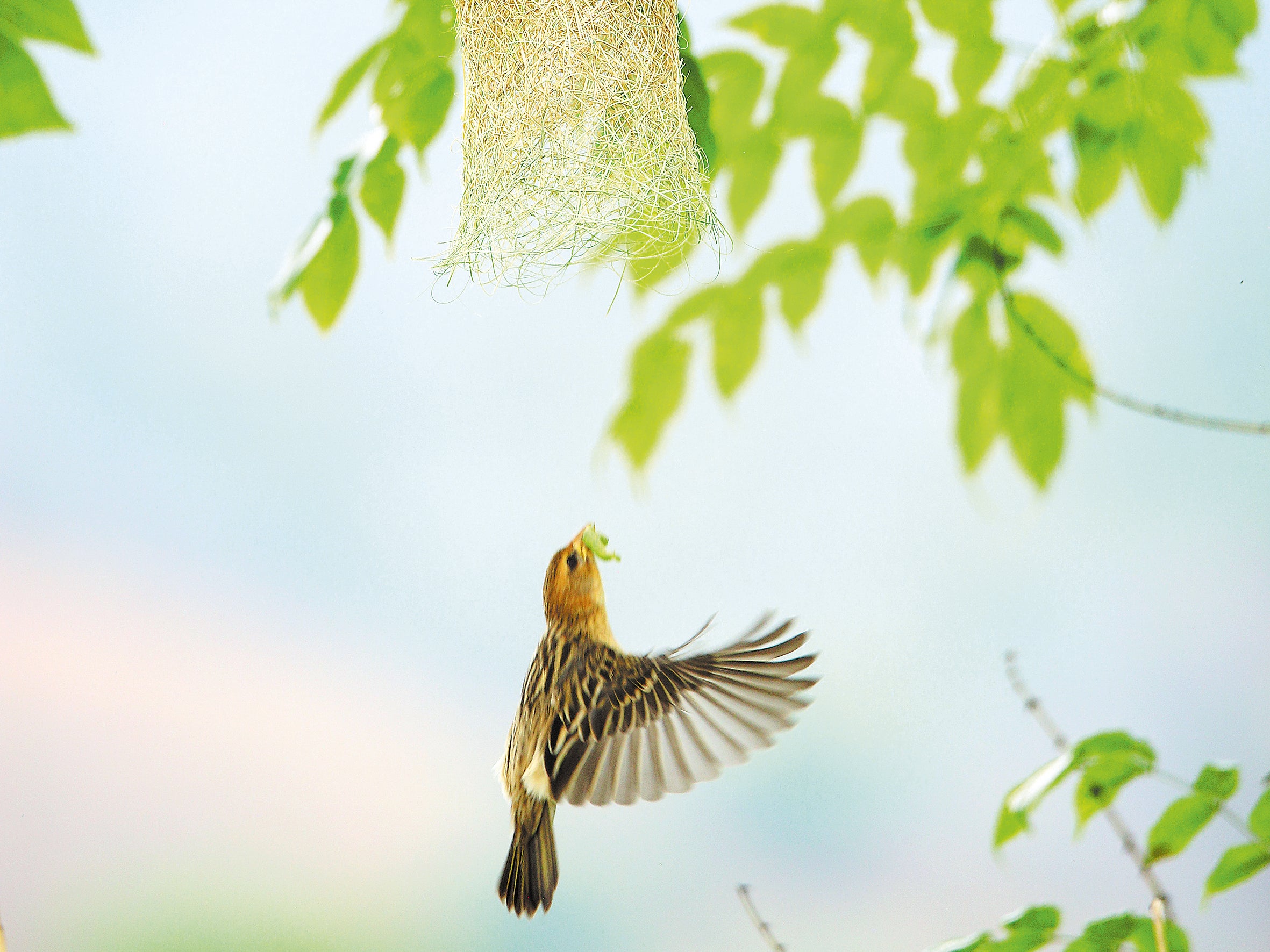 A female baya weaver prepares to return to her nest built on a tree on the banks of the Mengboluo River in Baoshan, Yunnan