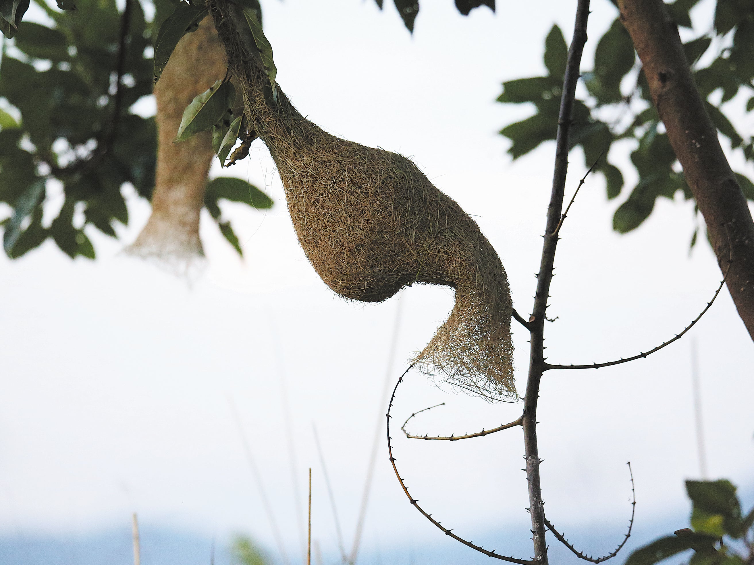 Baya weavers’ nests hang from trees growing on the river bank