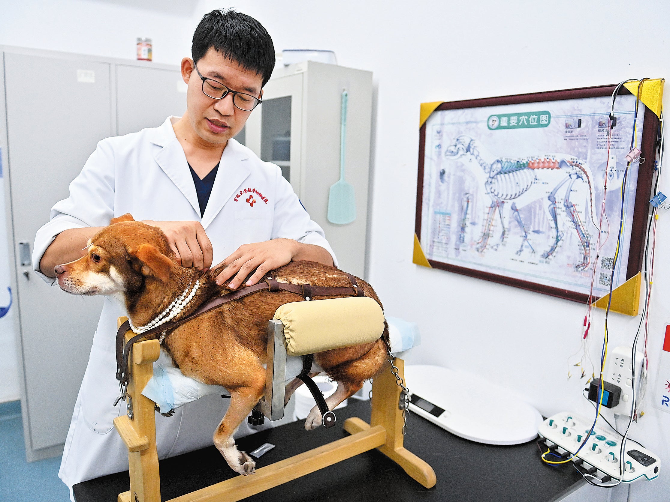 A medical staff member conducts acupuncture for a puppy at Jilin University Veterinary Teaching Hospital in Changchun, Jilin province