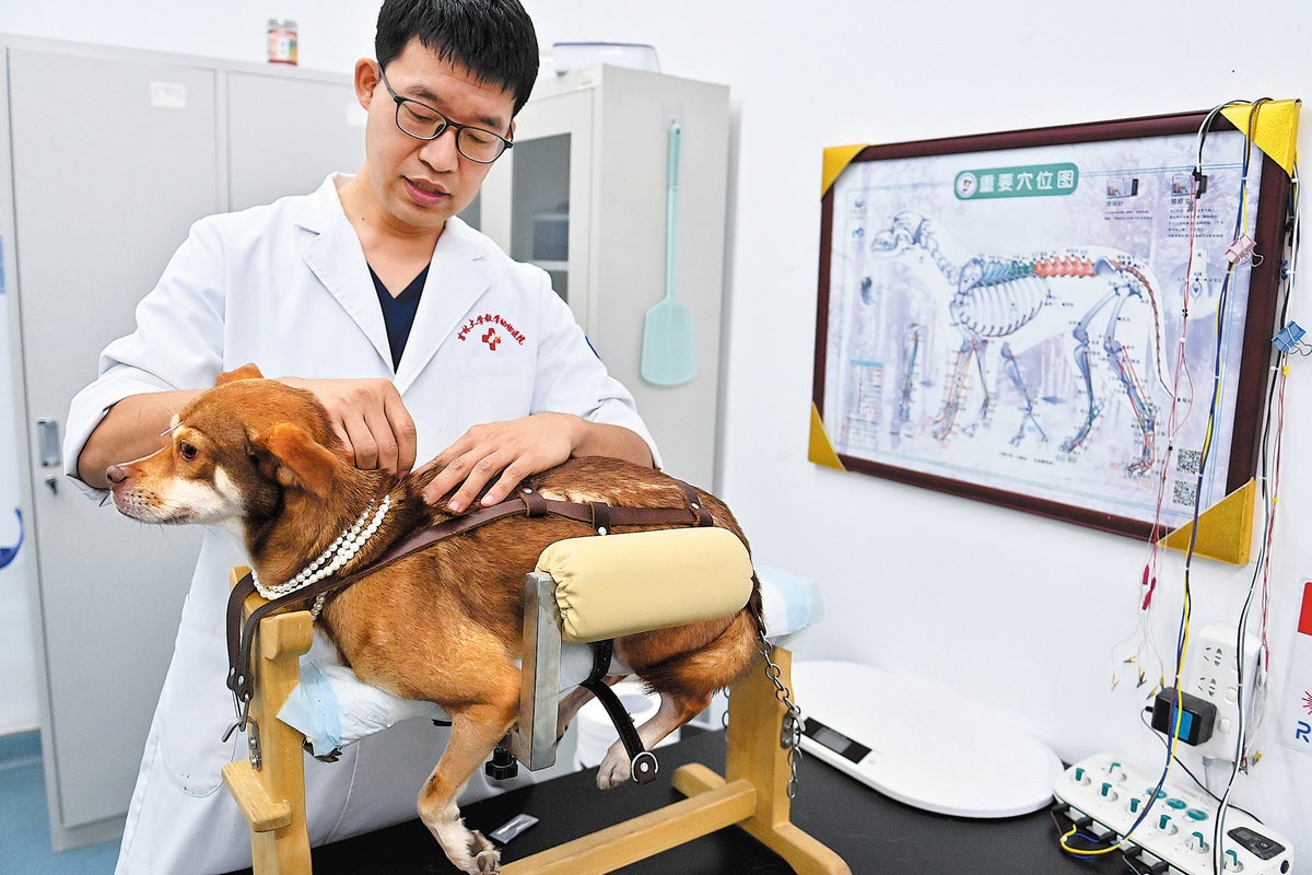 TCM offers alternative treatment for pets