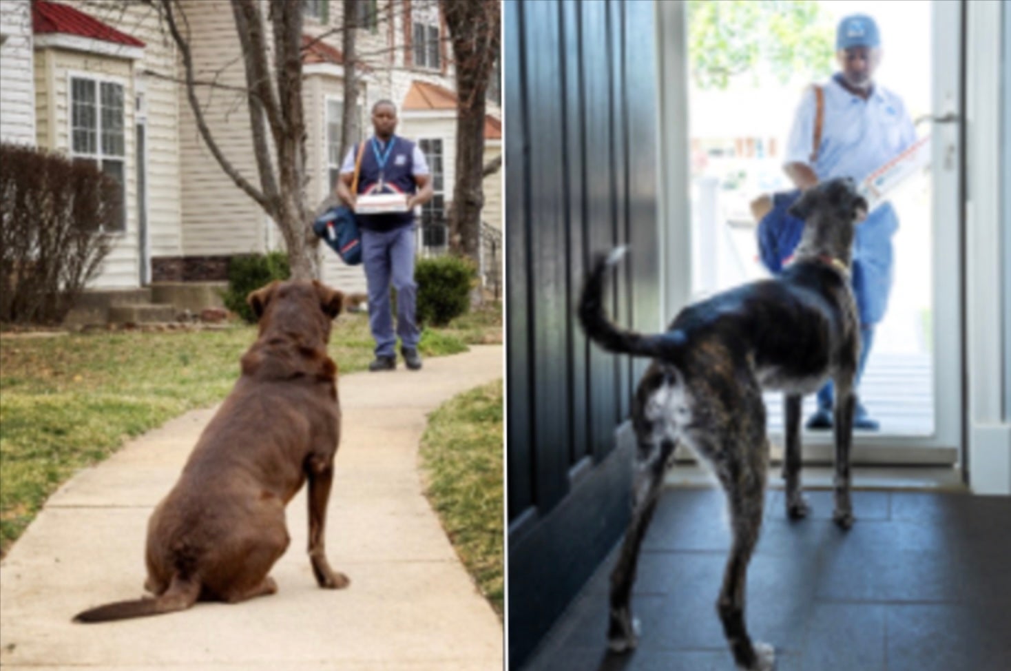 USPS data shows that dog attacks on its employees have reached a seven-year high, with the Midwest leading the way