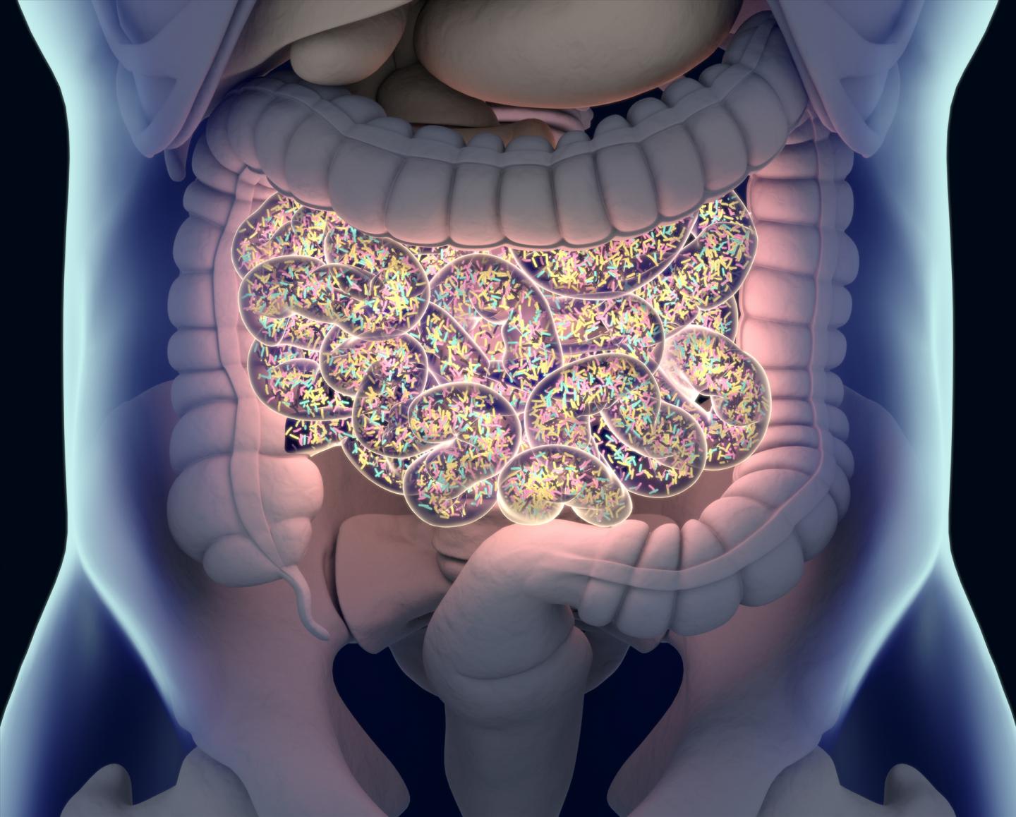 Um desenho de planejamento do intestino humano