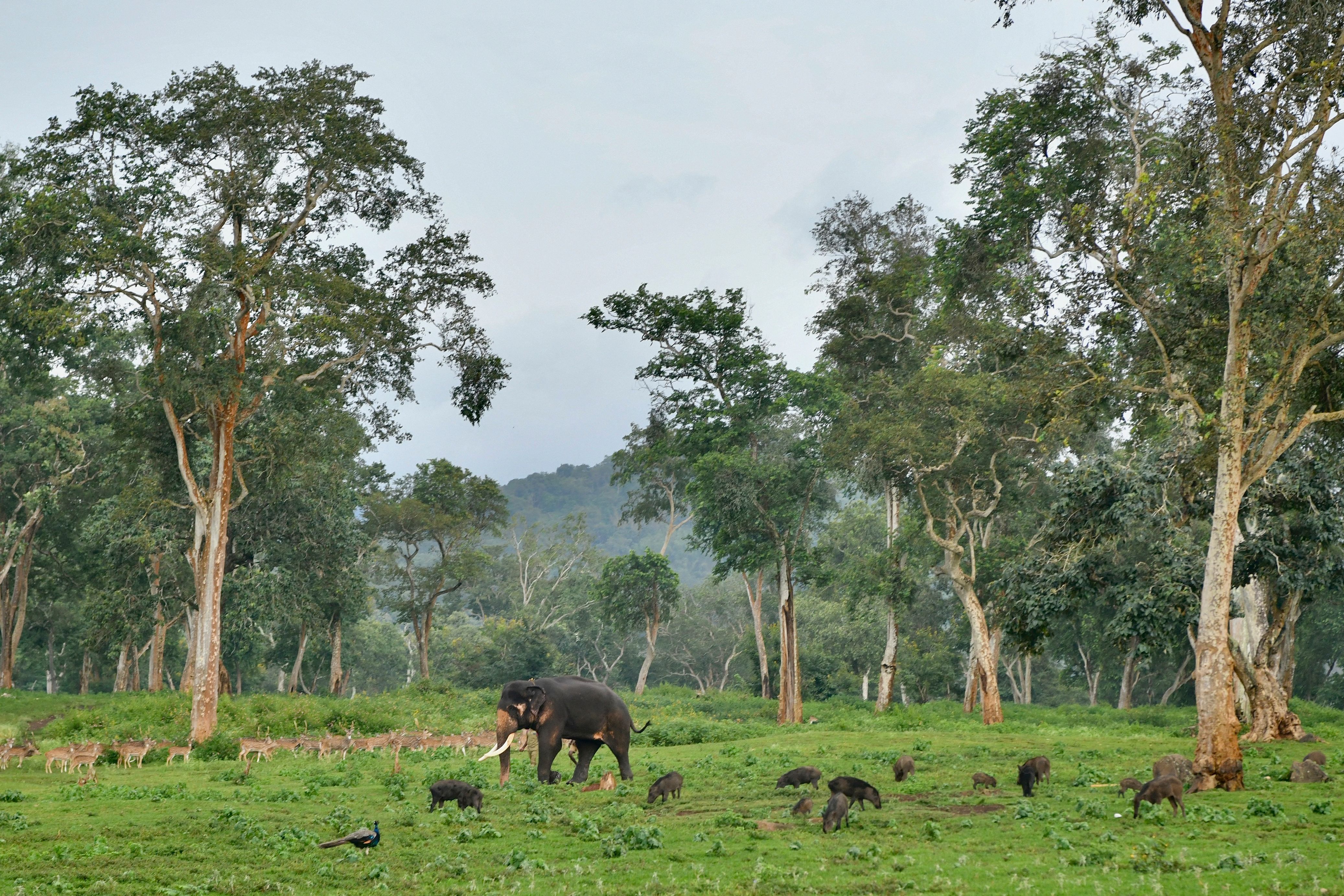 File. An elephant walks past wild boars and a peacock at the Mudumalai Tiger Reserve