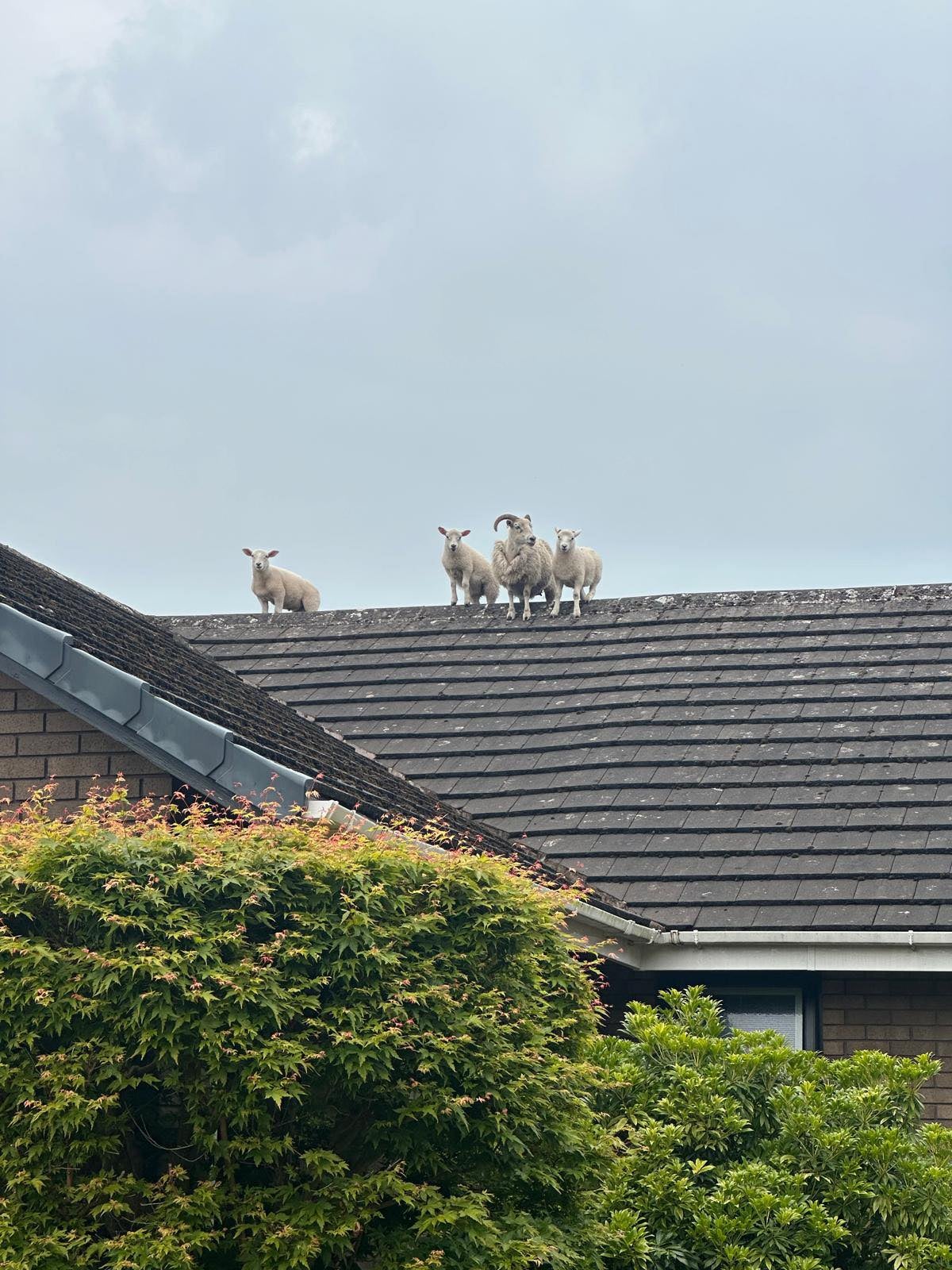 The sheep spotted on the roof of a two-bedroom property in Penrith, said to have been fleeing from police