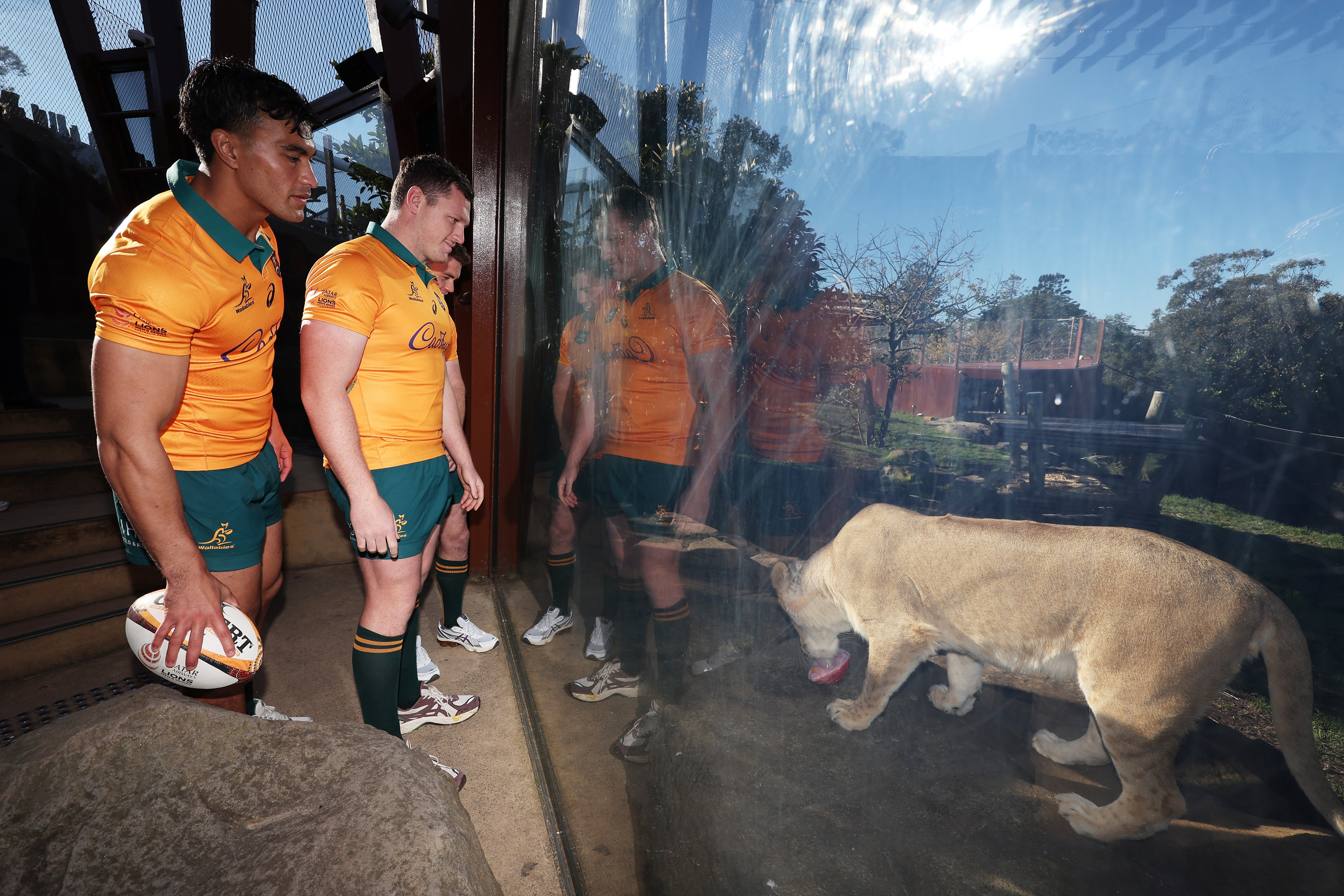 The Wallabies came face-to-face with some Lions as this summer's series looms
