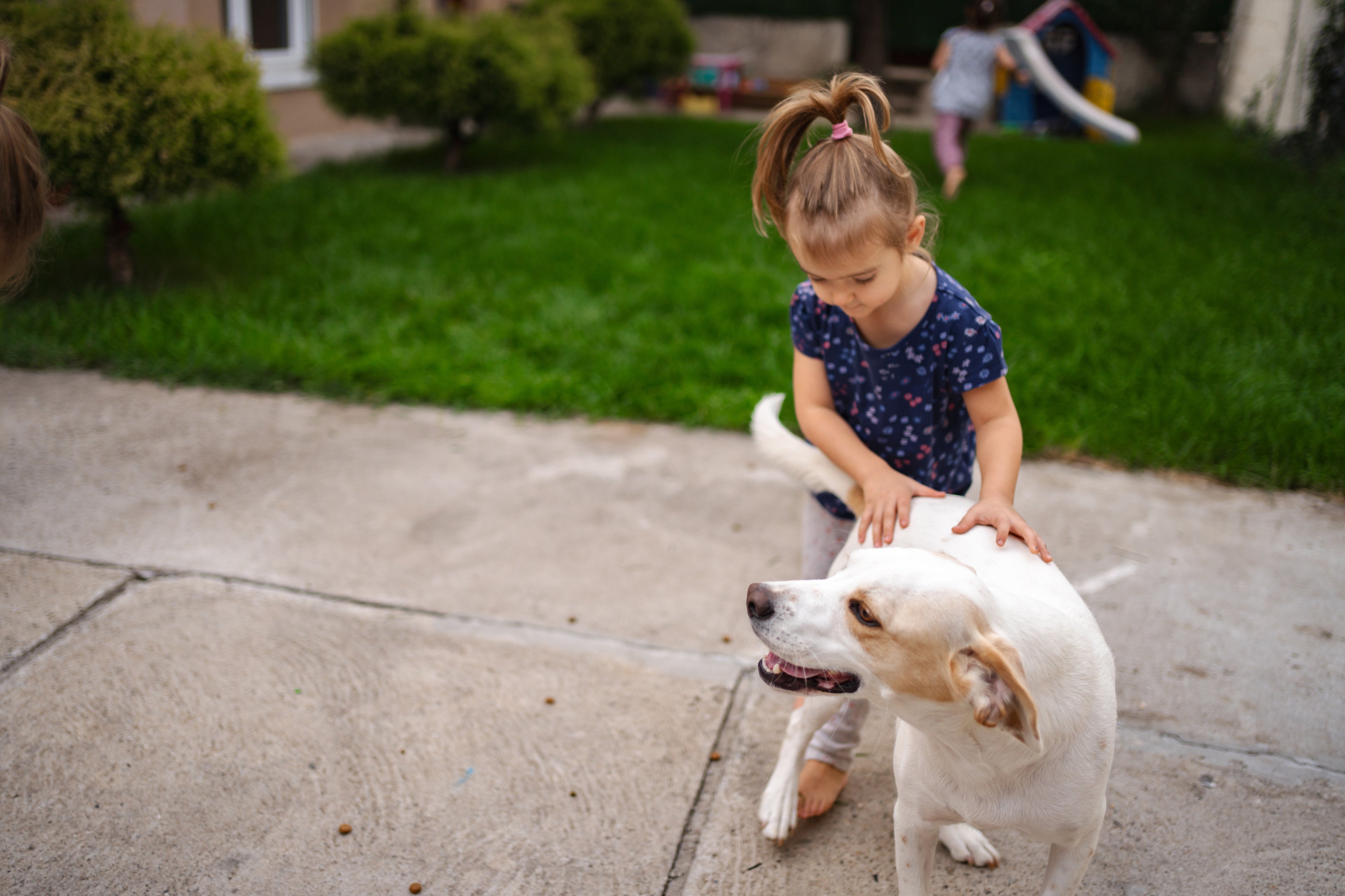 Dog retention near children are also worrying doctors, and about two million children each year bite the cites University of Rochester Medical Center