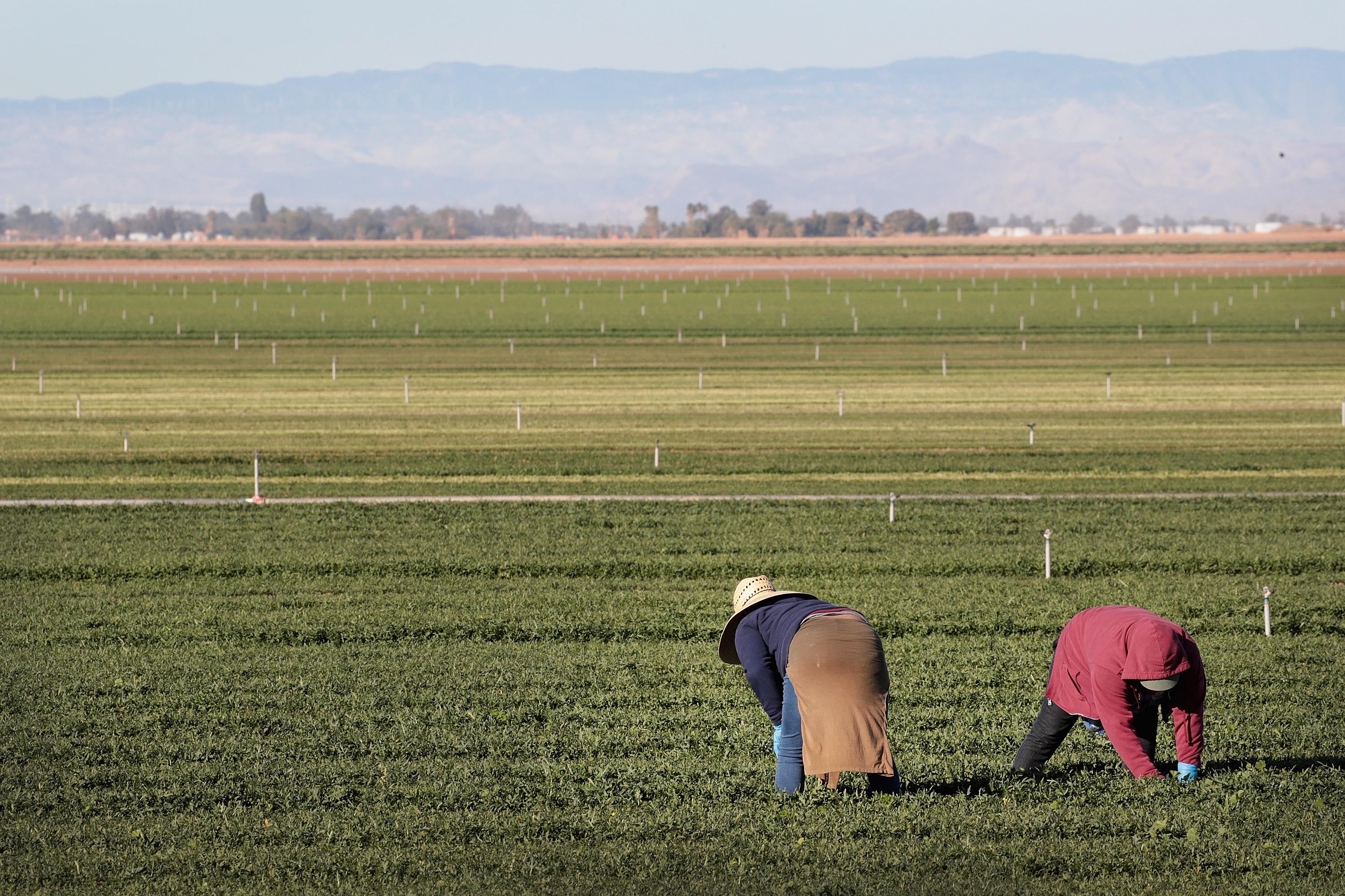 More than 17 percent of non-organic fresh produce sold to Americans contains the residues of harmful pesticides, according to the Environmental Working Group. The advocacy group just released their list of the 12 fruits and vegetables most contaminated with pesticides