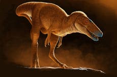 Newly discovered ‘Dragon Prince’ dinosaur rewrites family history of T rex