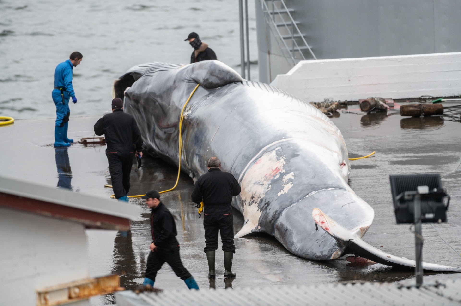 Whale hunting is a controversial practice that is still legal in Iceland