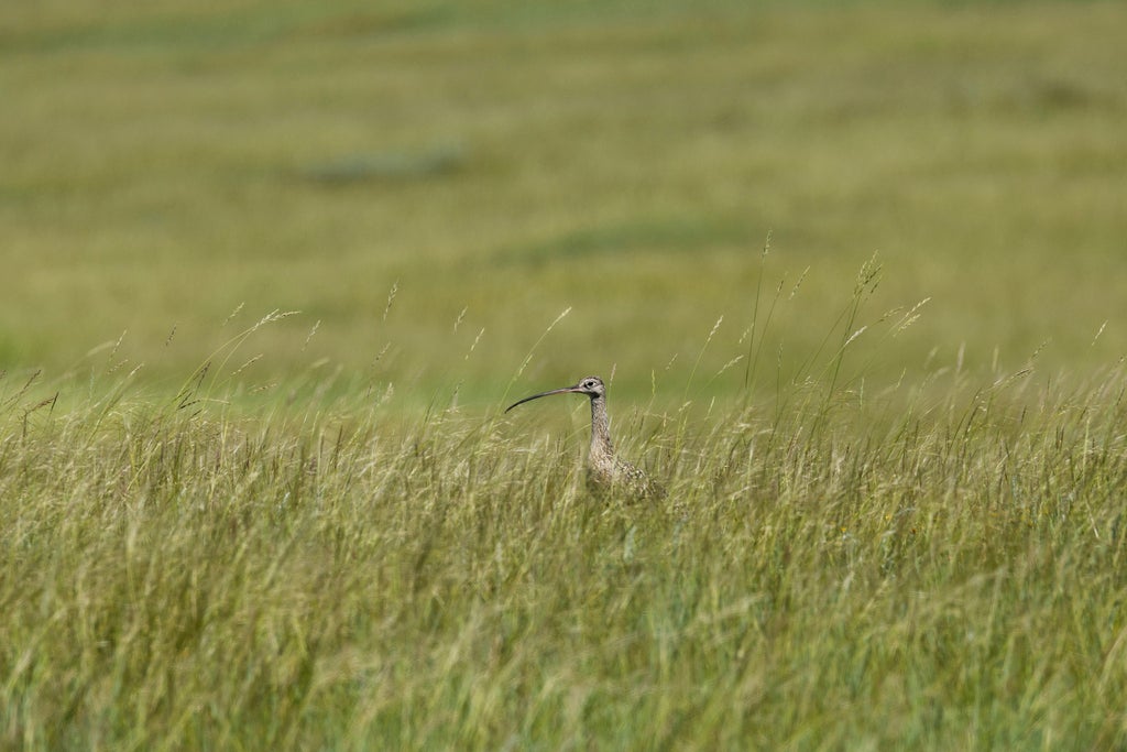 Prairie Dogs-Birds Eavesdropping