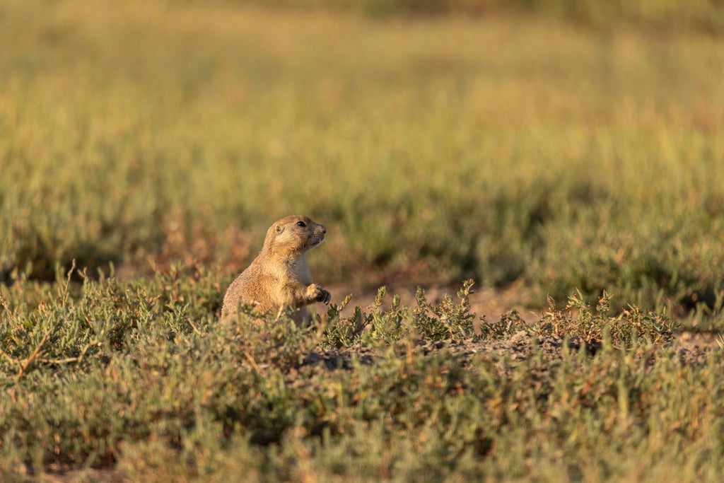 Prairie Dogs-Birds Eavesdropping