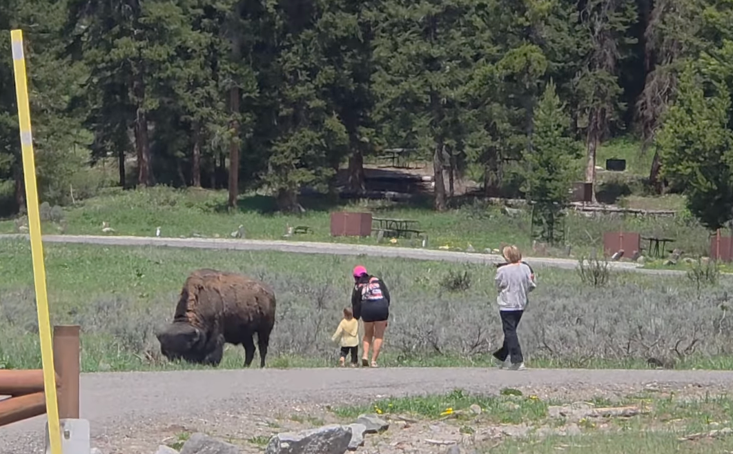 ‘Touron’ sparks outrage after walking toddler up to wild bison inside Yellowstone National Park: ‘I was shocked’