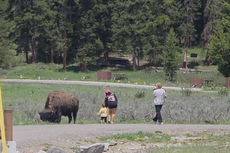 ‘Touron’ sparks outrage after walking toddler up to wild bison inside Yellowstone National Park: ‘I was shocked’