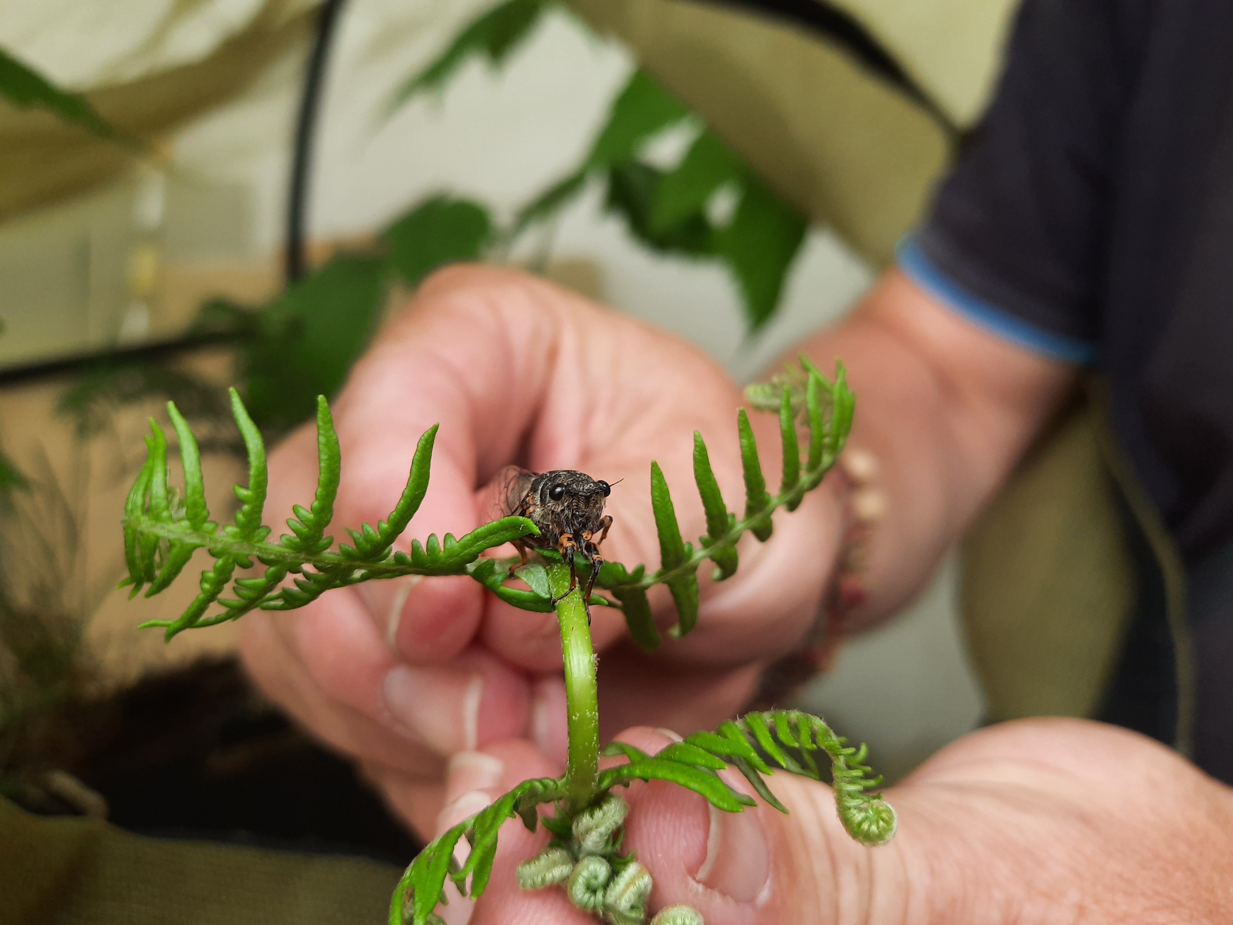 New Forest cicadas have returned to the UK after decades