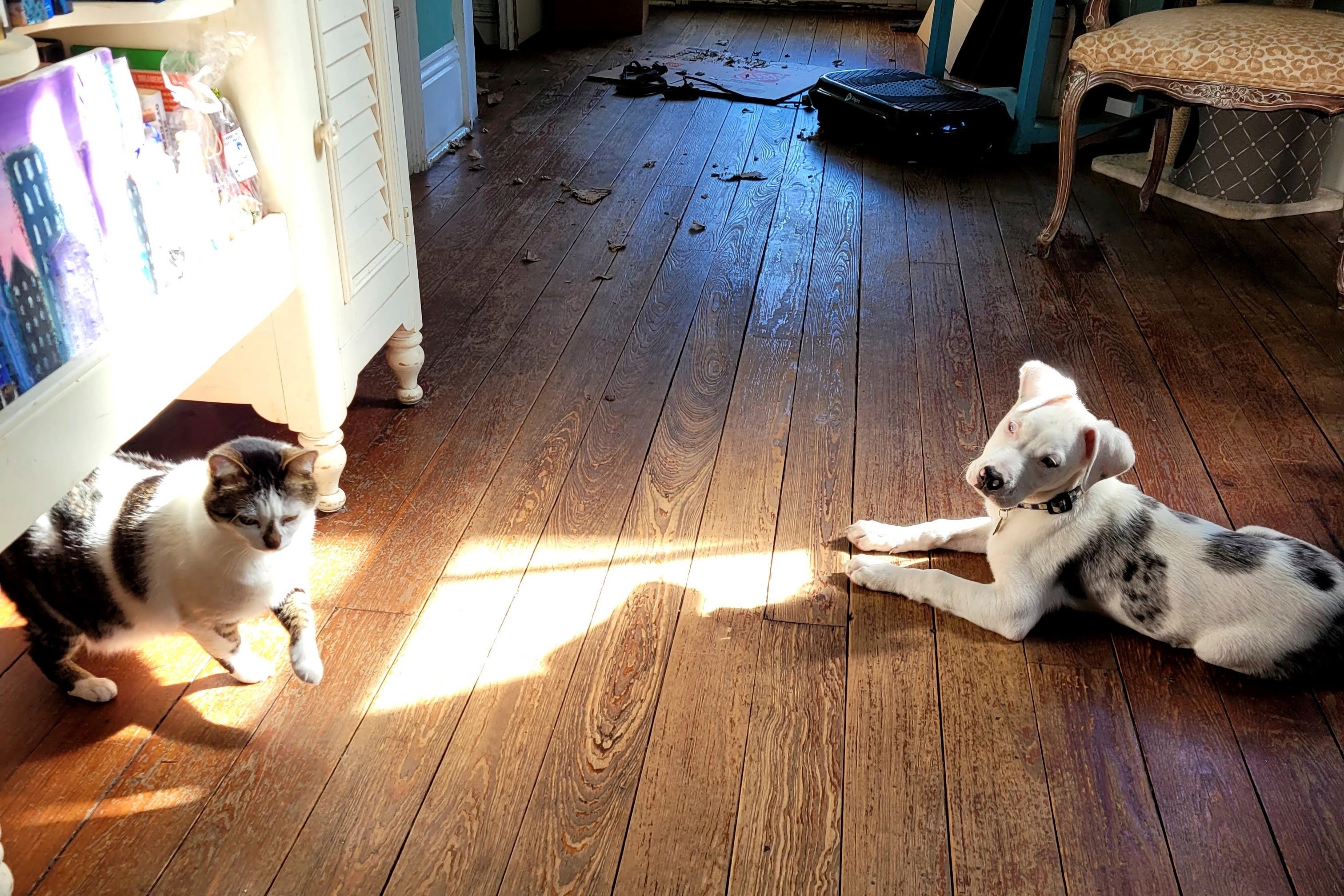 CORRECTION New Orleans Police Puppy Shot