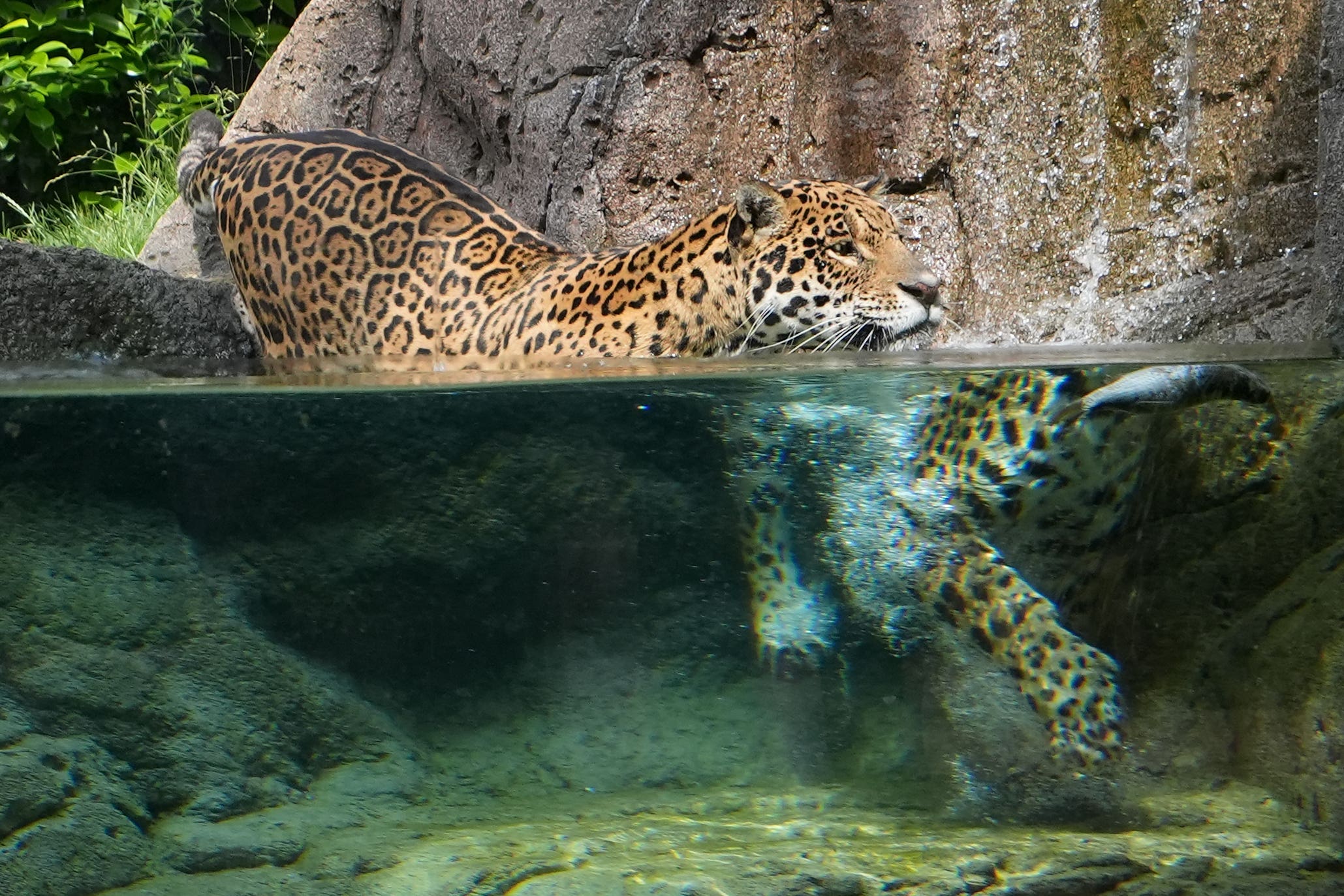 Kumal, a male Jaguar cools off from the hot weather with a swim in the pool within his enclosure at Hertfordshire Zoo, Broxbourne (Gareth Fuller/PA)