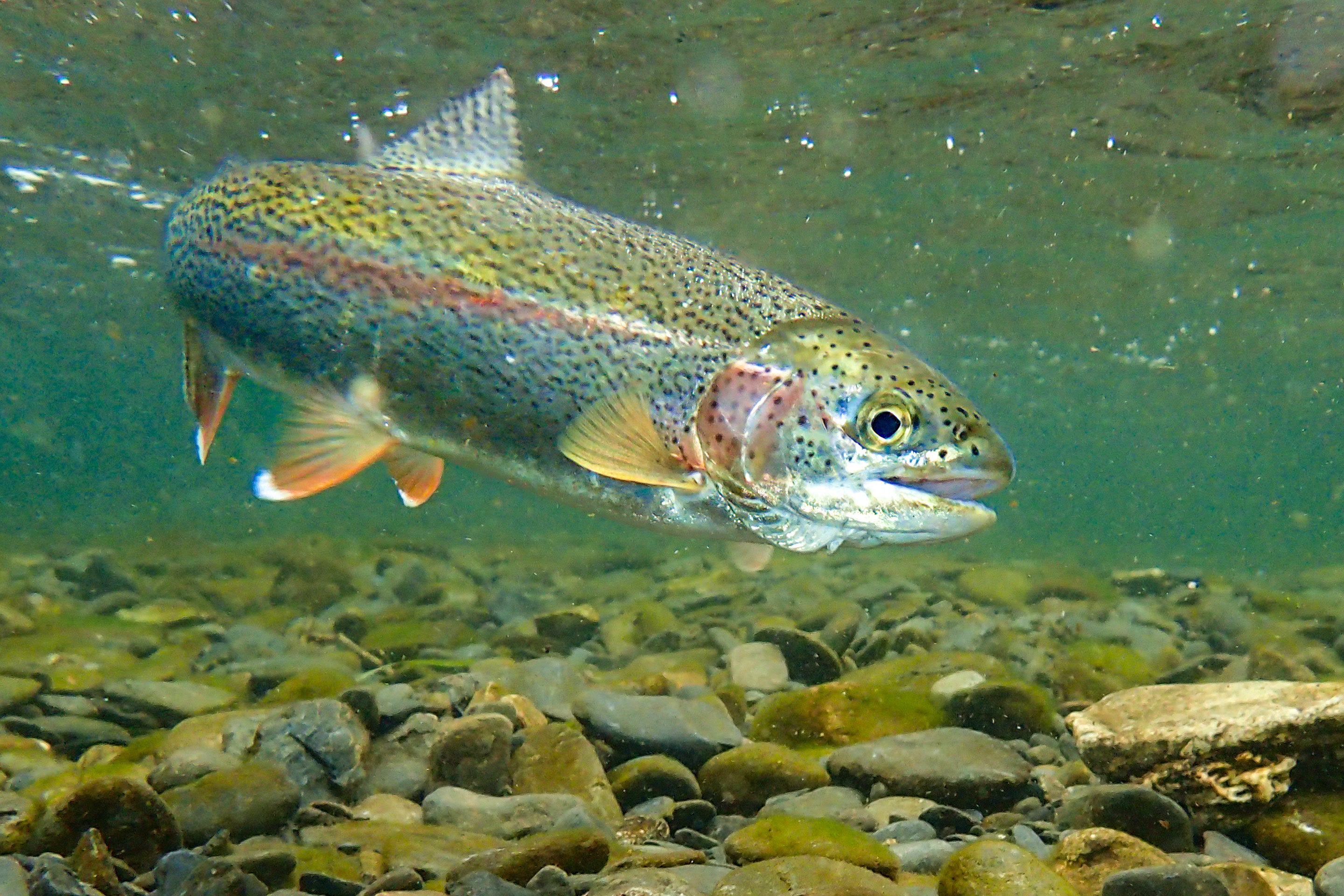 Researchers say that rainbow trout endure an average of 10 minutes of pain when removed from water