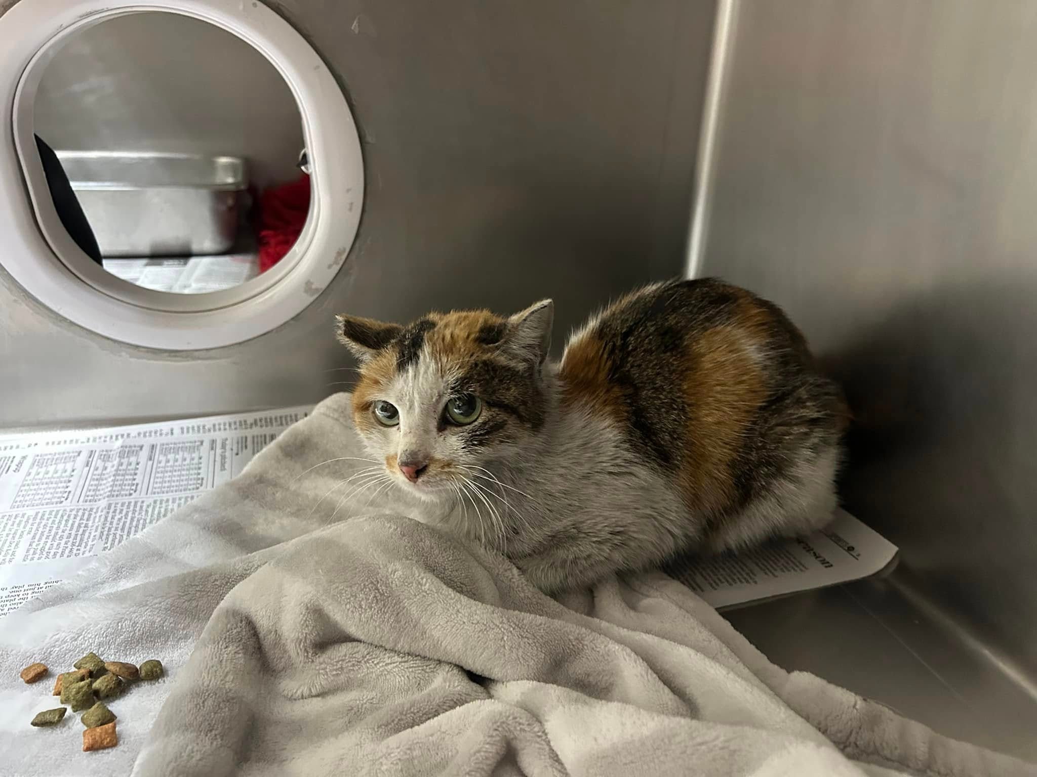 The cat is currently being nursed back to health by the Northwoods Humane Society in Minnesota