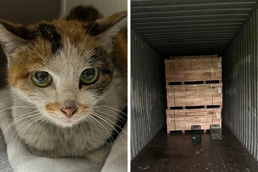 Companion Animal Control said a cat was recently found inside a shipping container that traveled thousands of miles across the Pacific before arriving at a business in Oakdale, Minnesota.