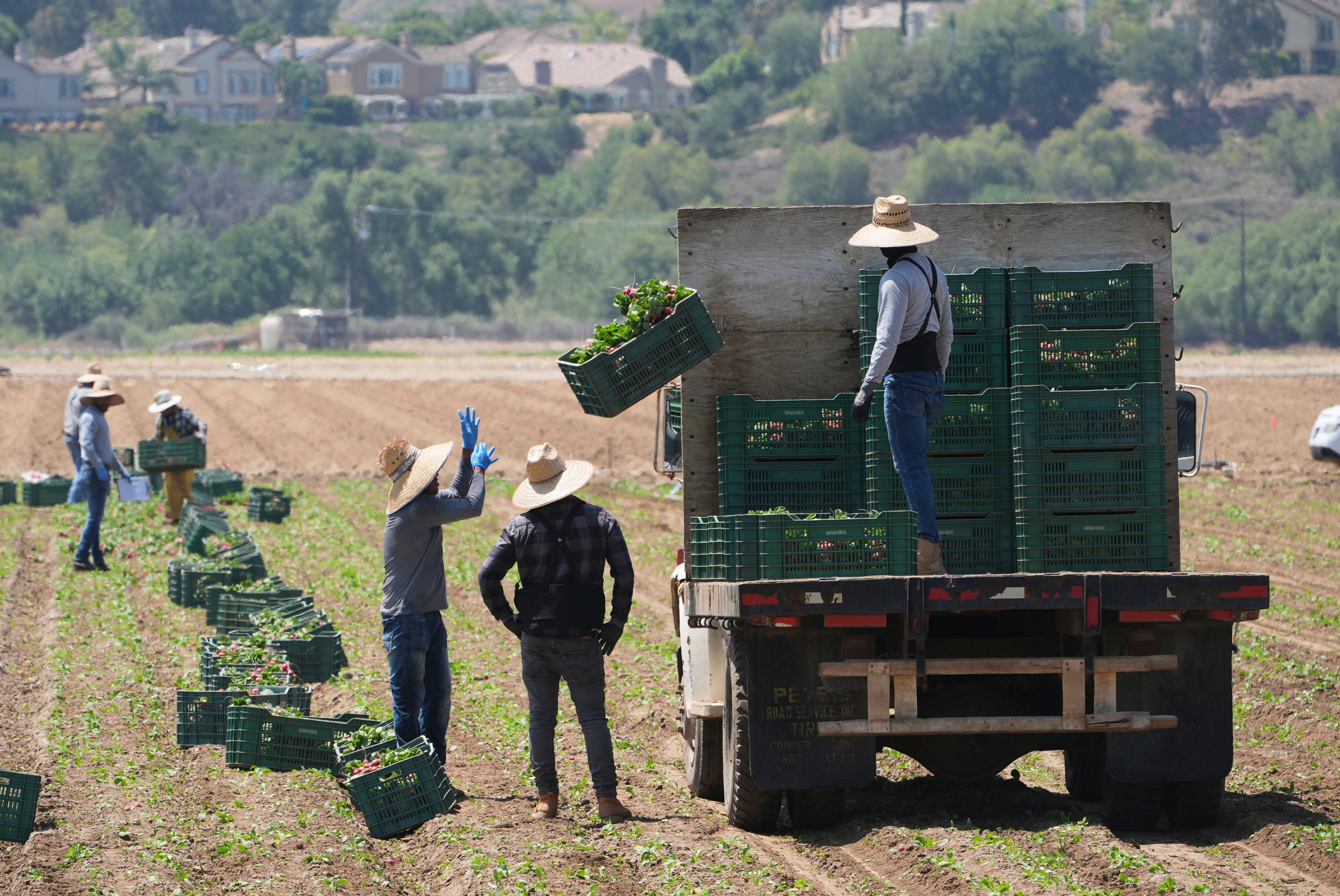 Immigration California Farms