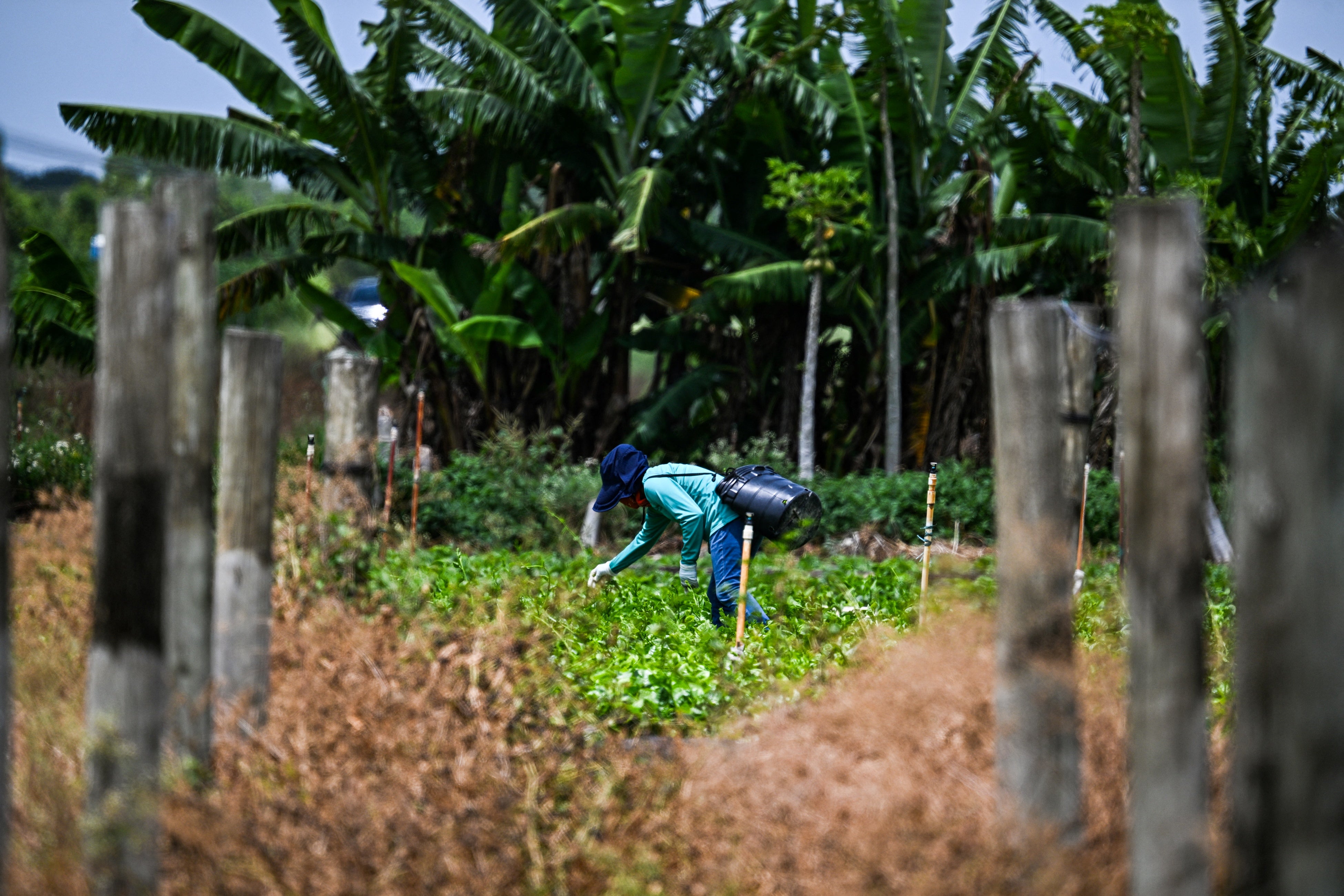 A migrant worker works on a farm in Homestead, Florida