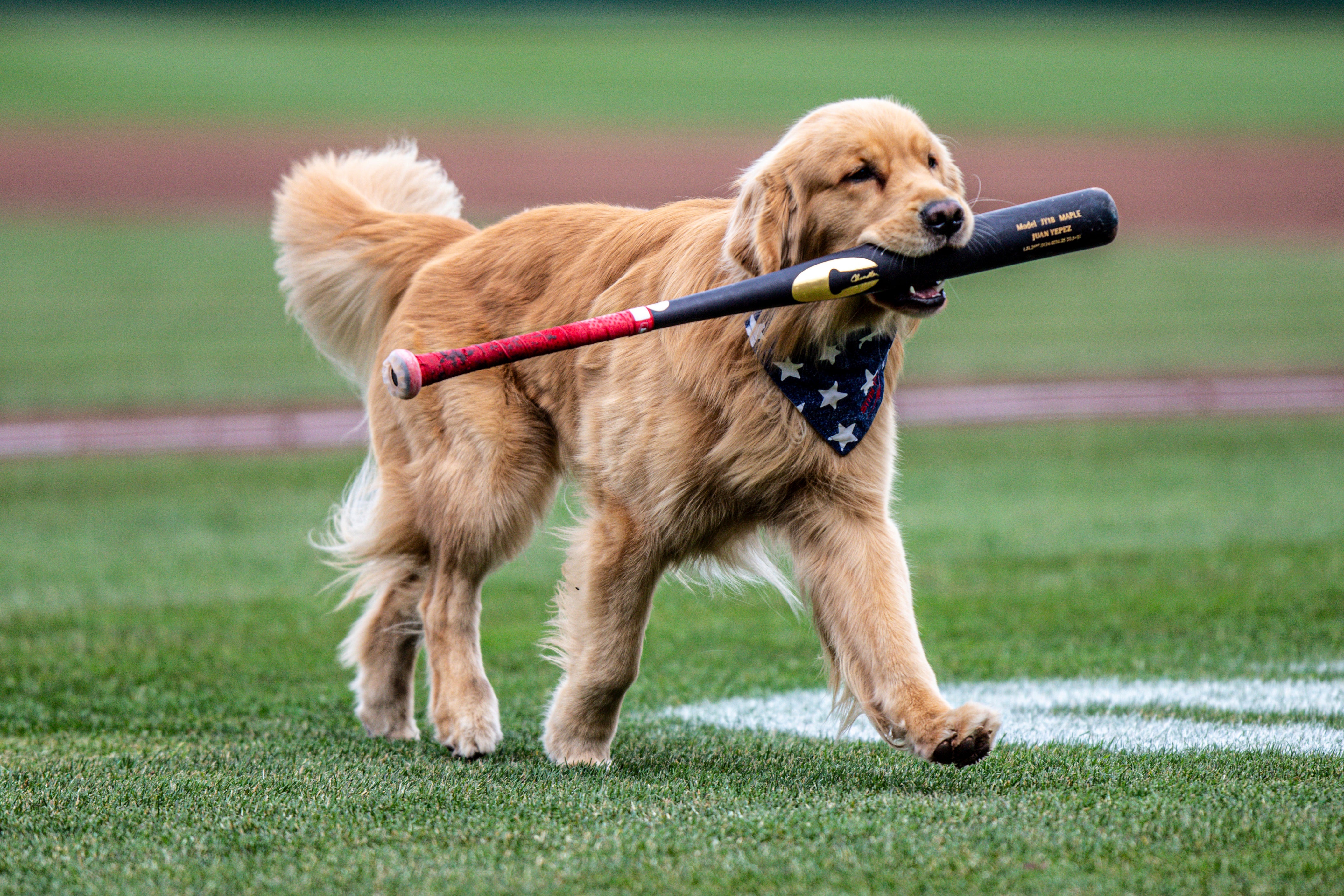 Nationals Big League Dog