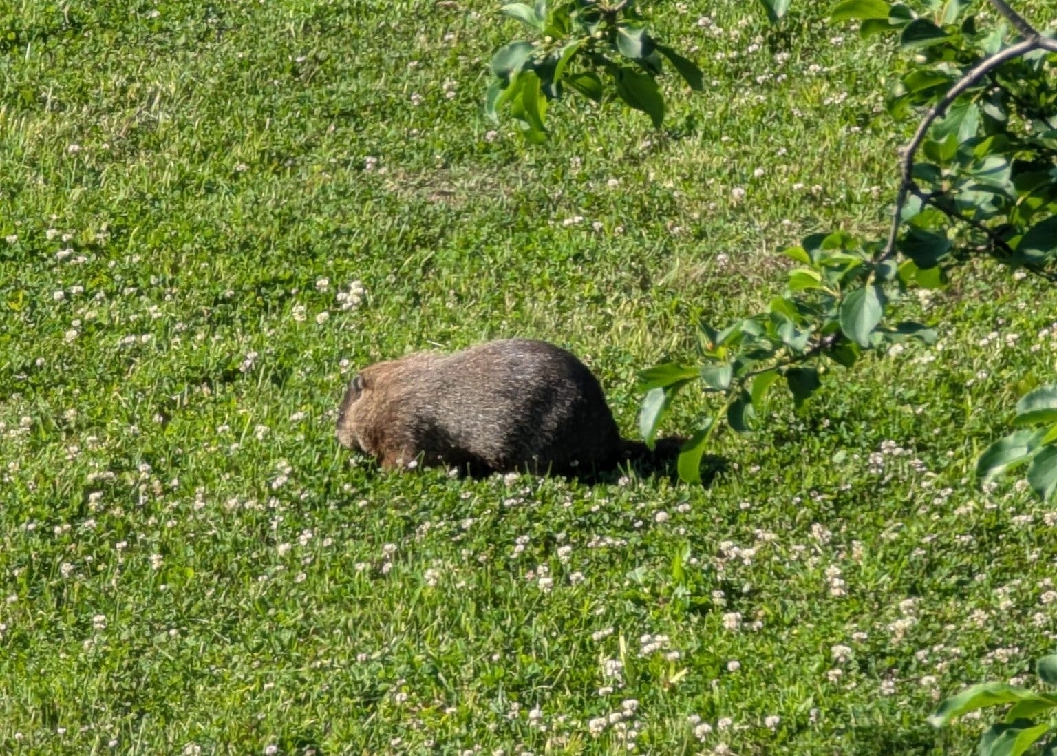Groundhog at the British High Commission grounds in Ottawa