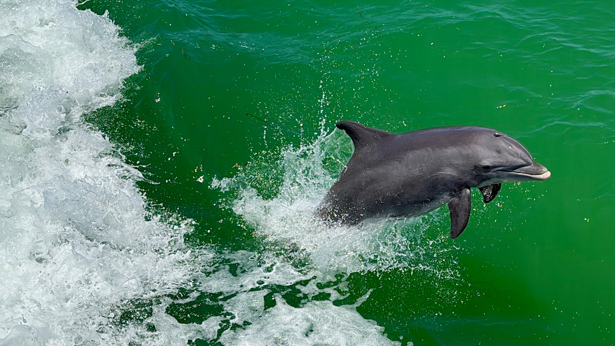 The area is home to wonderful wildlife. Here, a dolphin swims alongside the boat during a trip to Cabbage Key