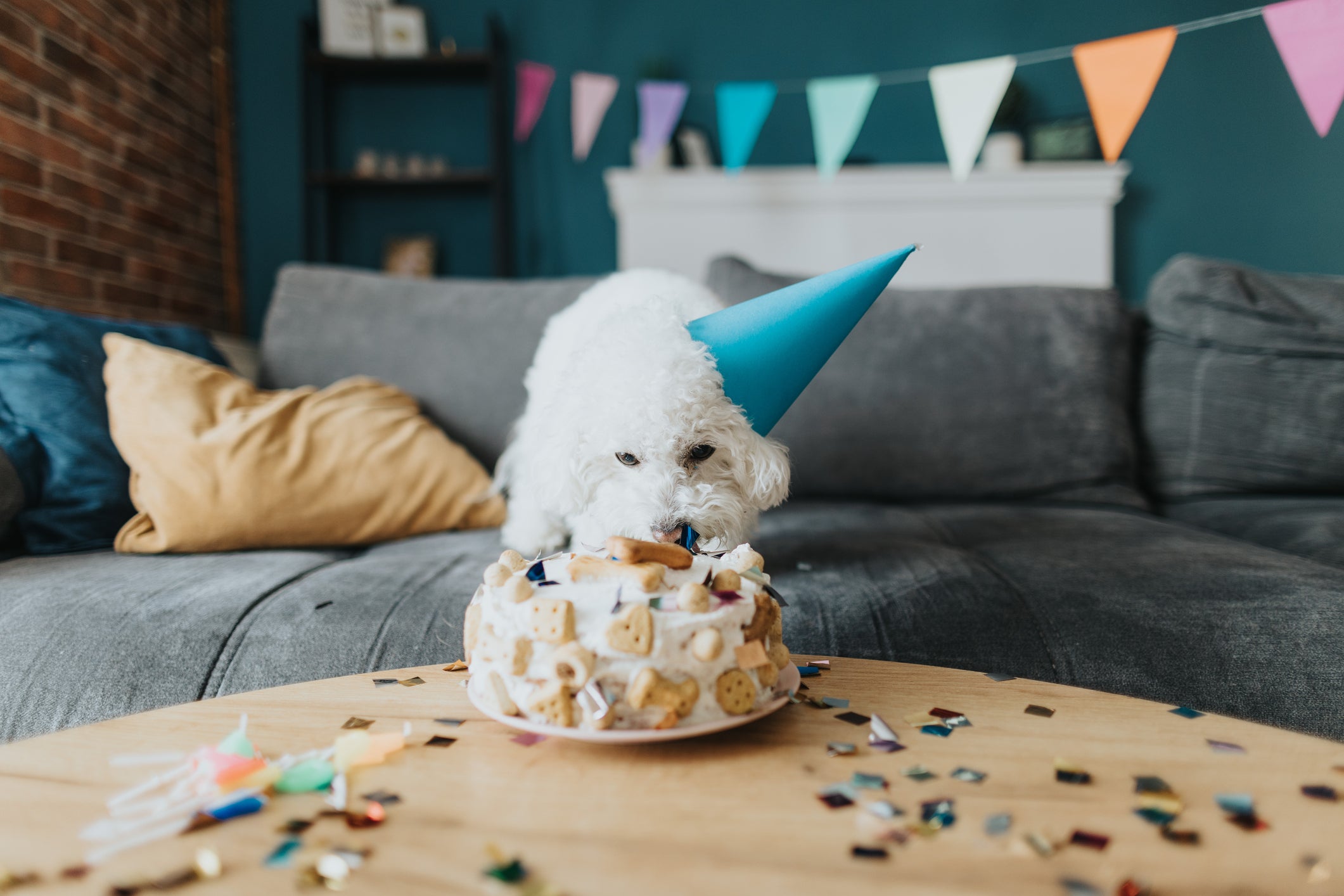 However much you love your dog, spending £120 on a birthday party is ridiculous