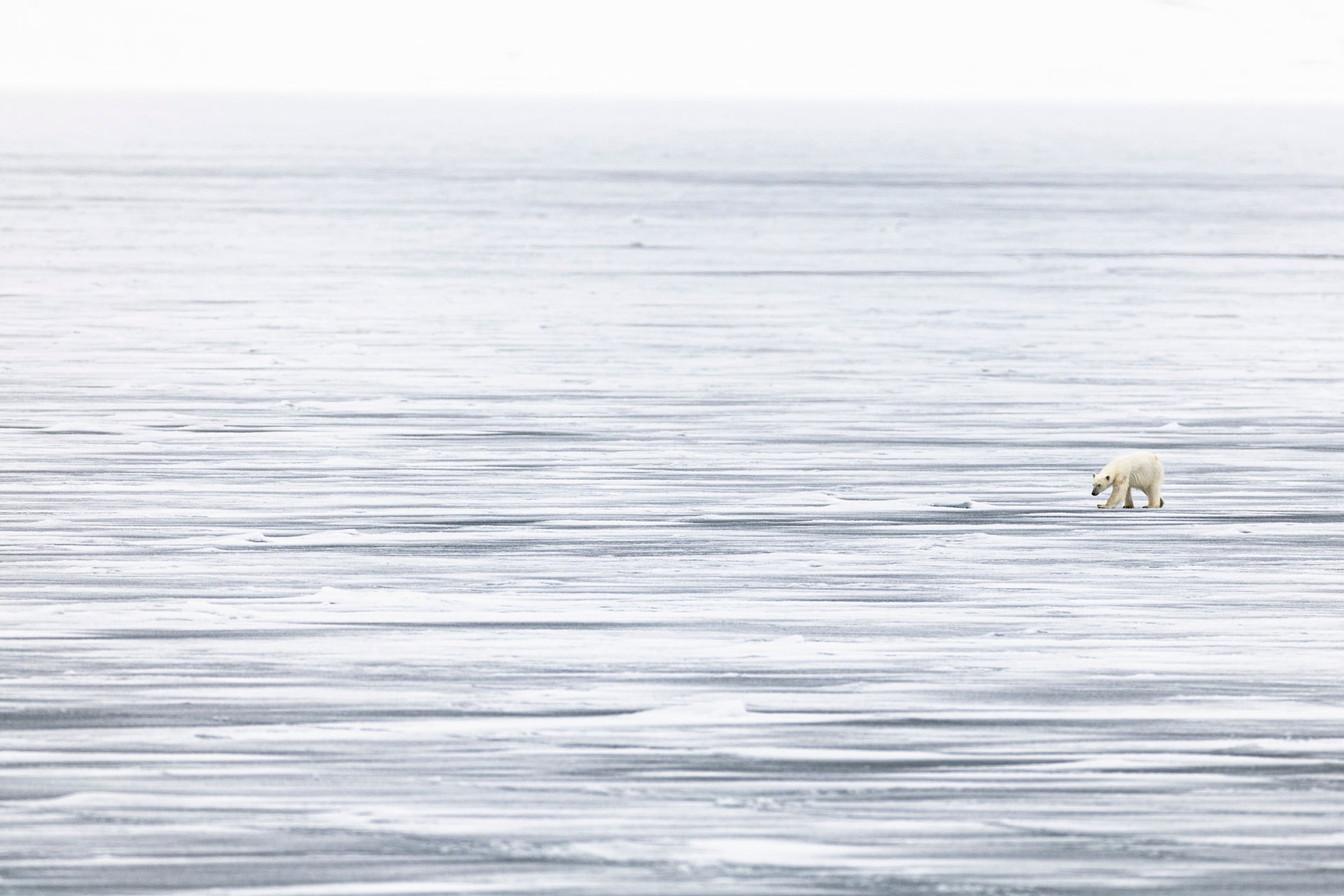Distant dream: Polar bear on fast ice photographed from over 500m away, taken with 840mm of lens