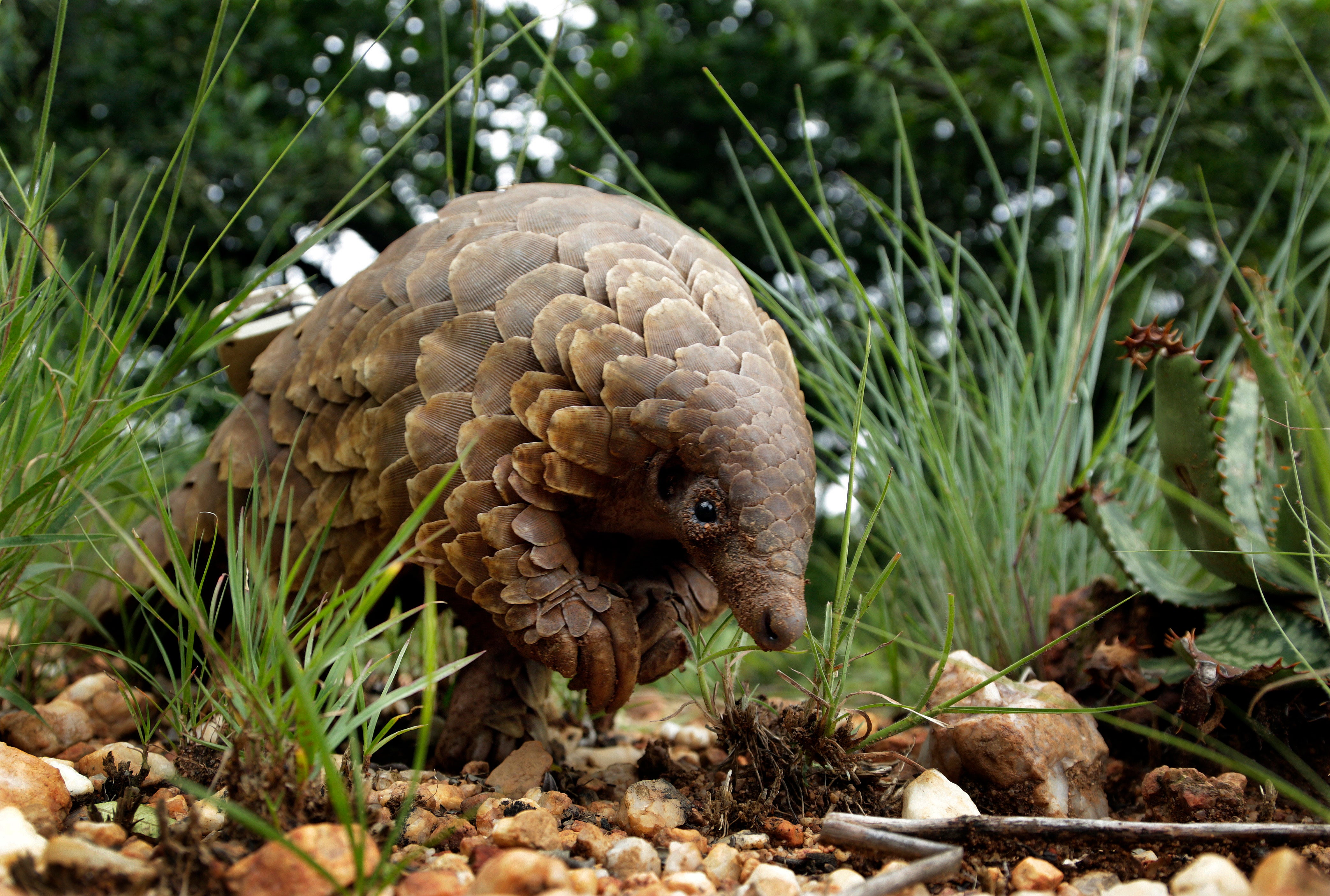 A pangolin looks for food in Johannesburg, South Africa
