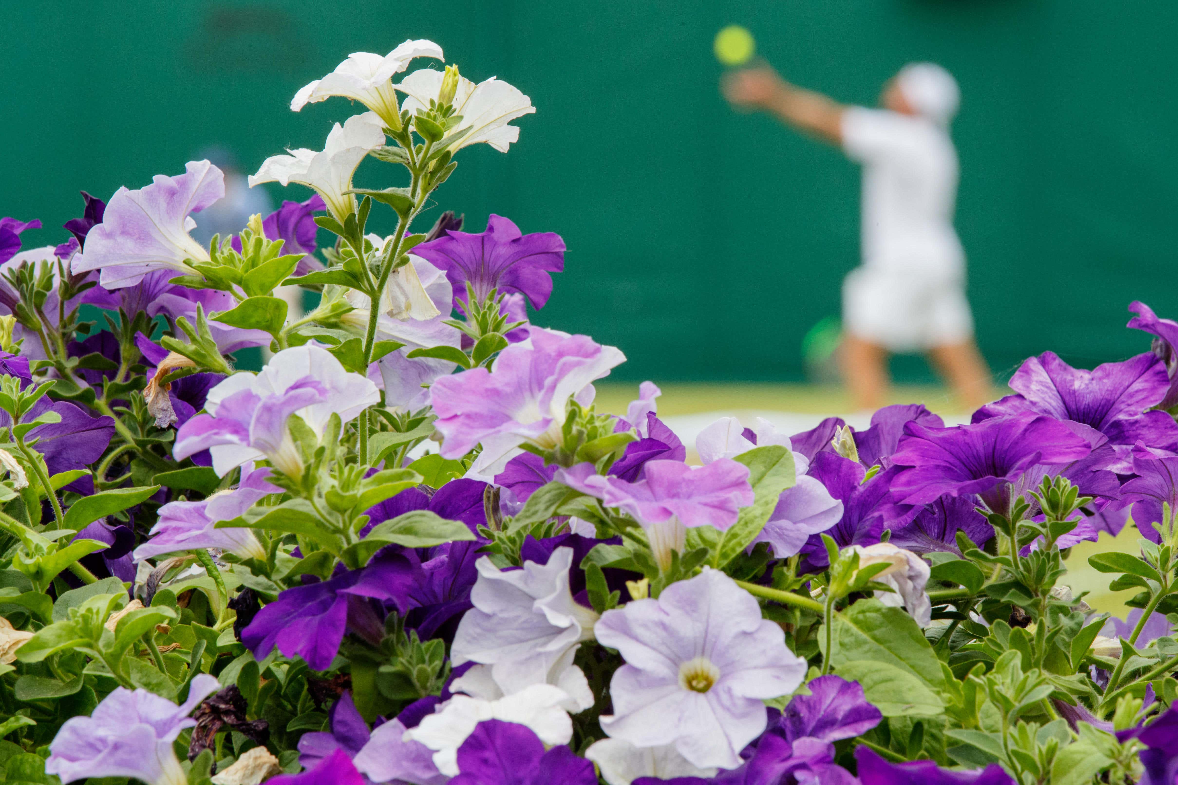 Flowers at Wimbledon (Alamy/PA)