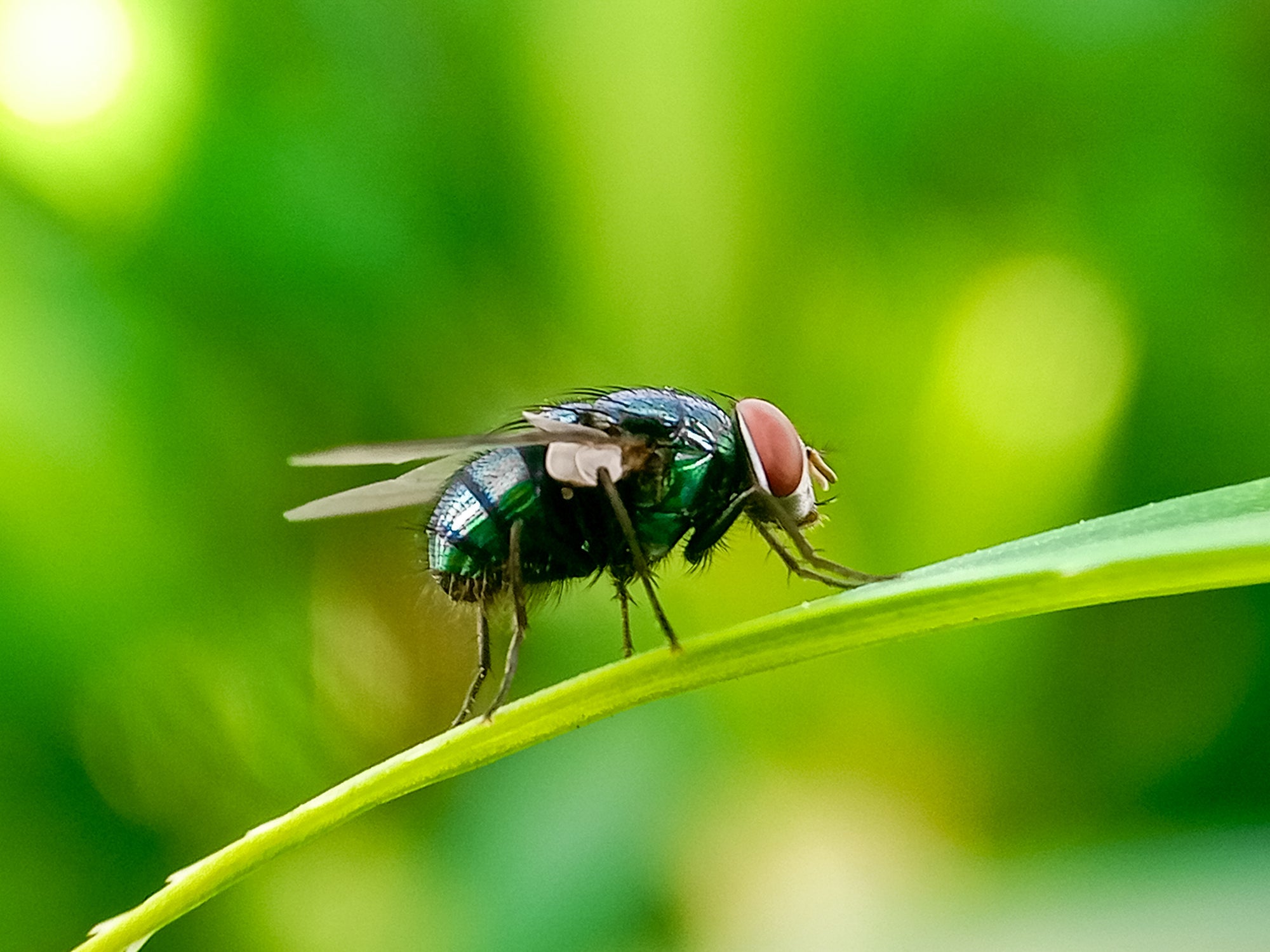 Cochliomyia hominivorax, the New World screwworm fly, is a species of parasitic fly that is well known for the way in which its larvae (maggots) eat the living tissue.