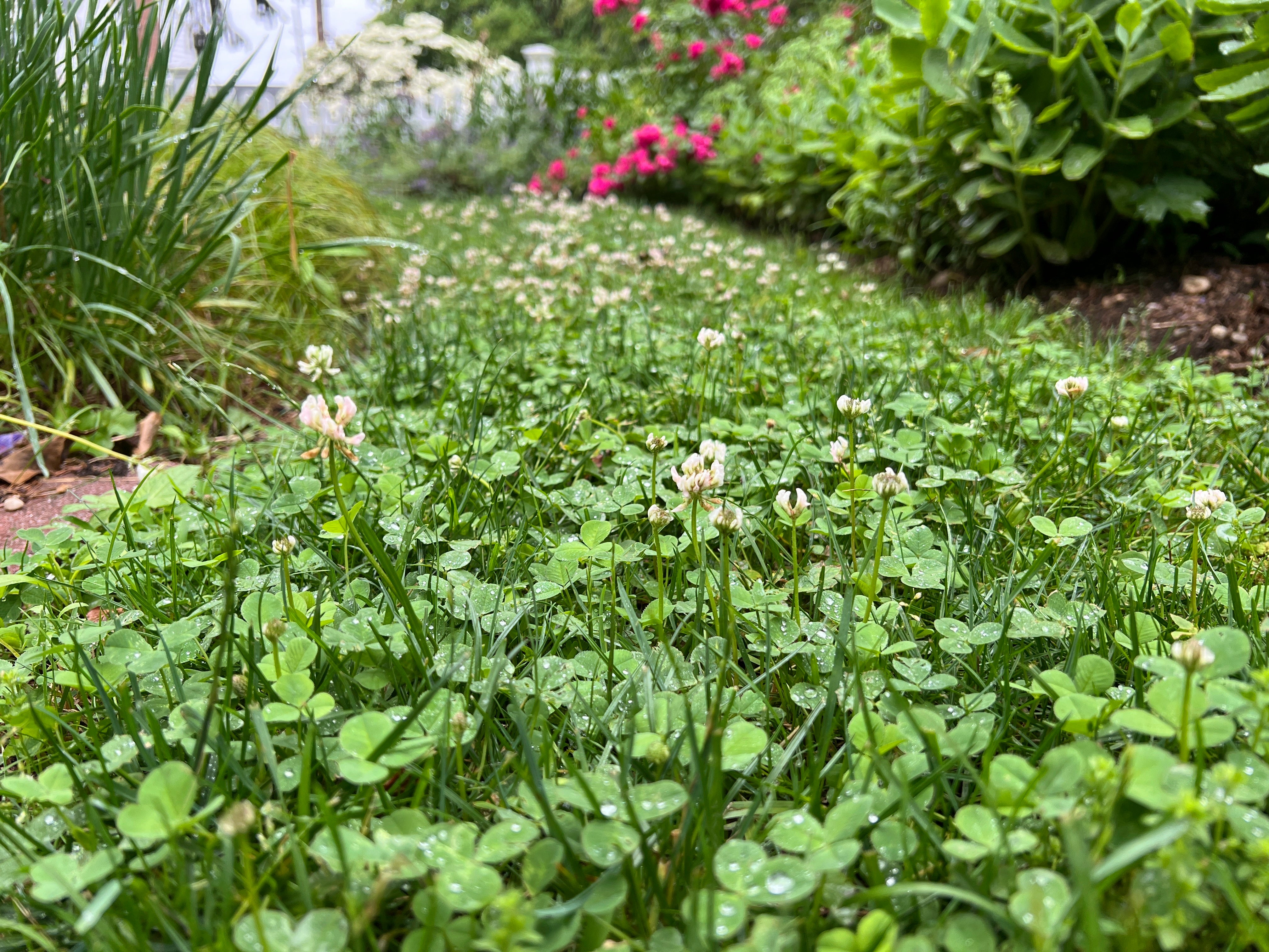 Gardening-What Weeds Tell Us