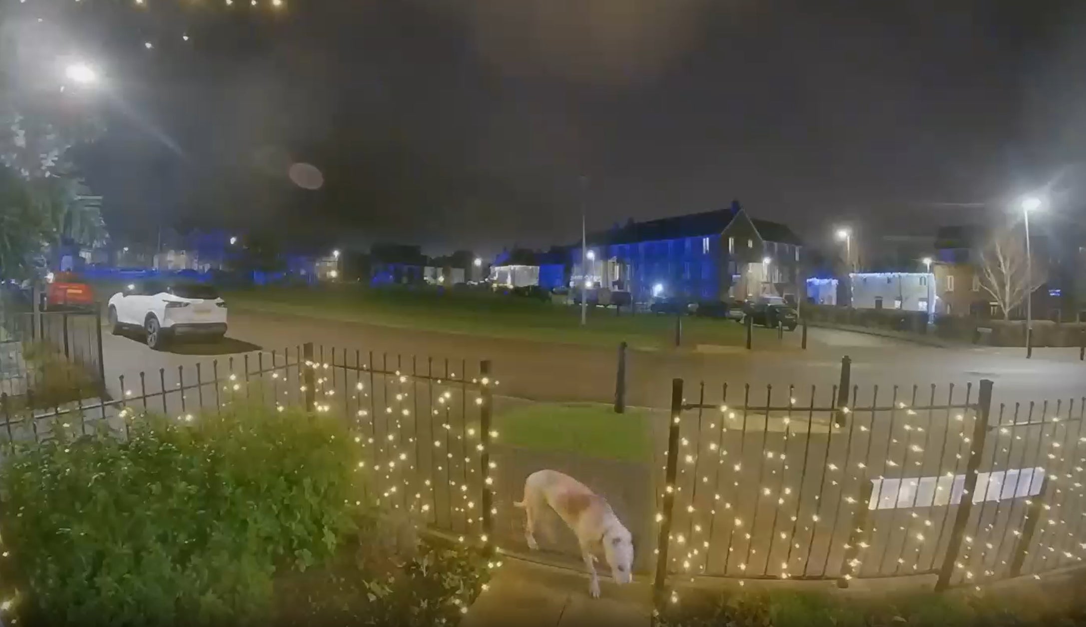 Undated handout video grab issued by Thames Valley Police of injured dog, Tilly, walking around after the incident