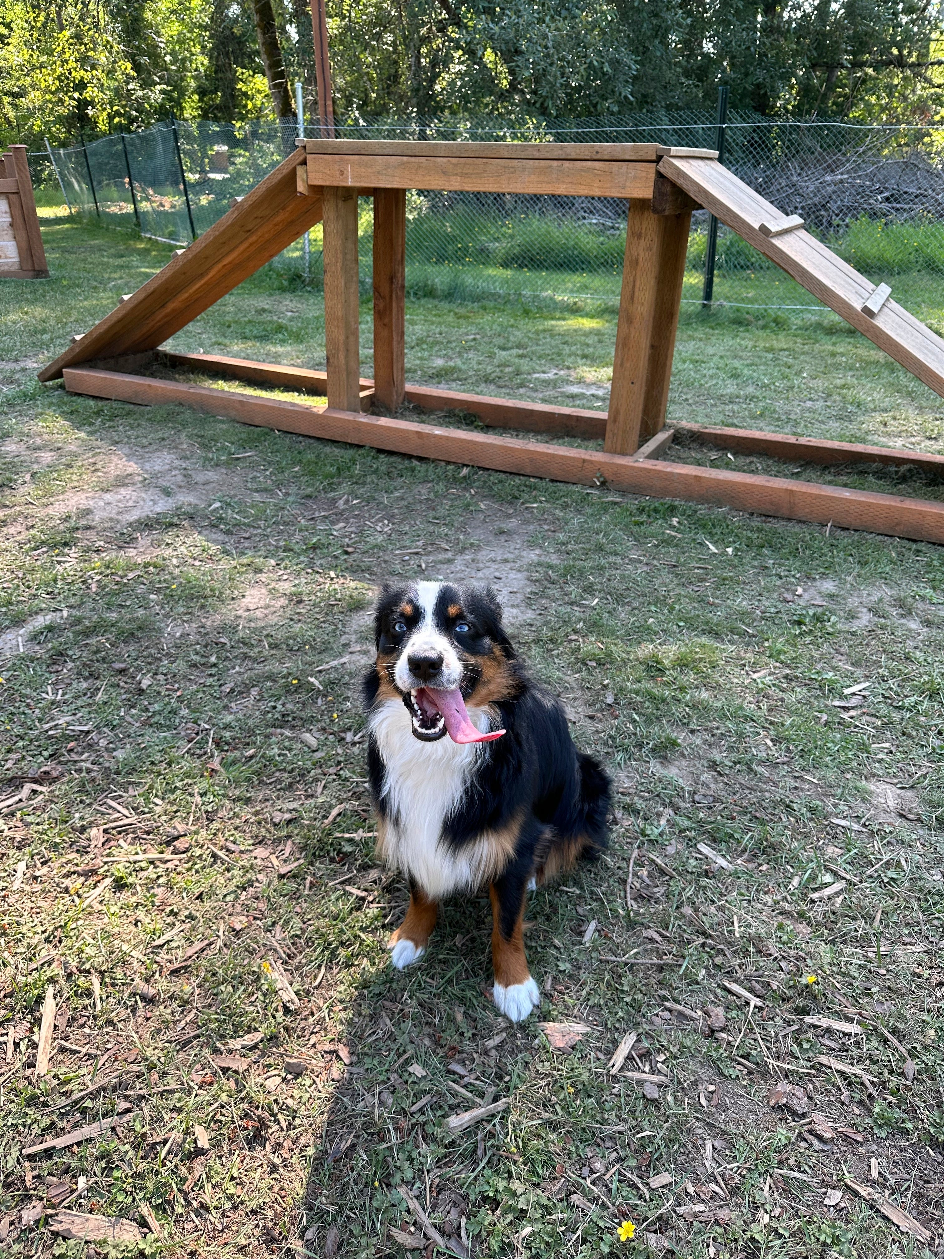 Be Well-Anxious Pets