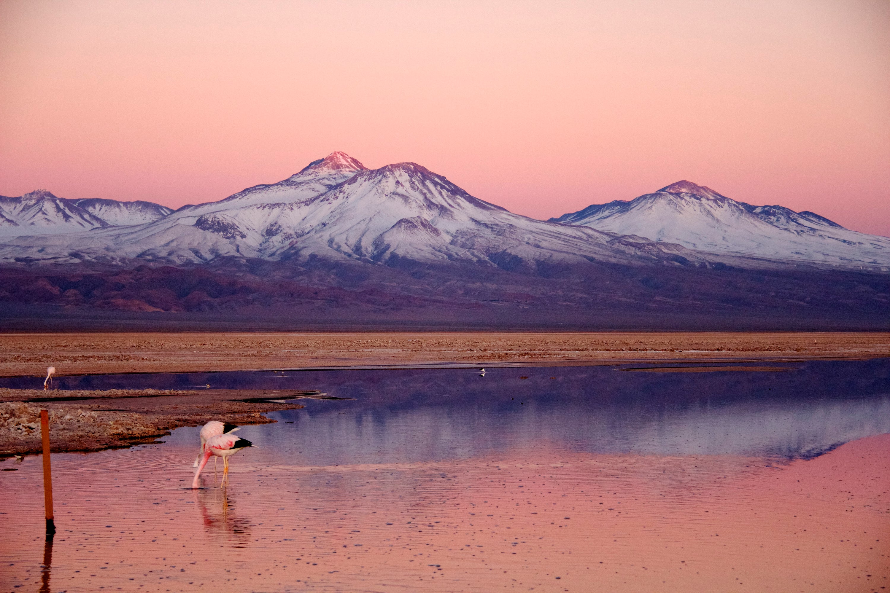 An excursion to Atacama's flamingo-filled salt flats.