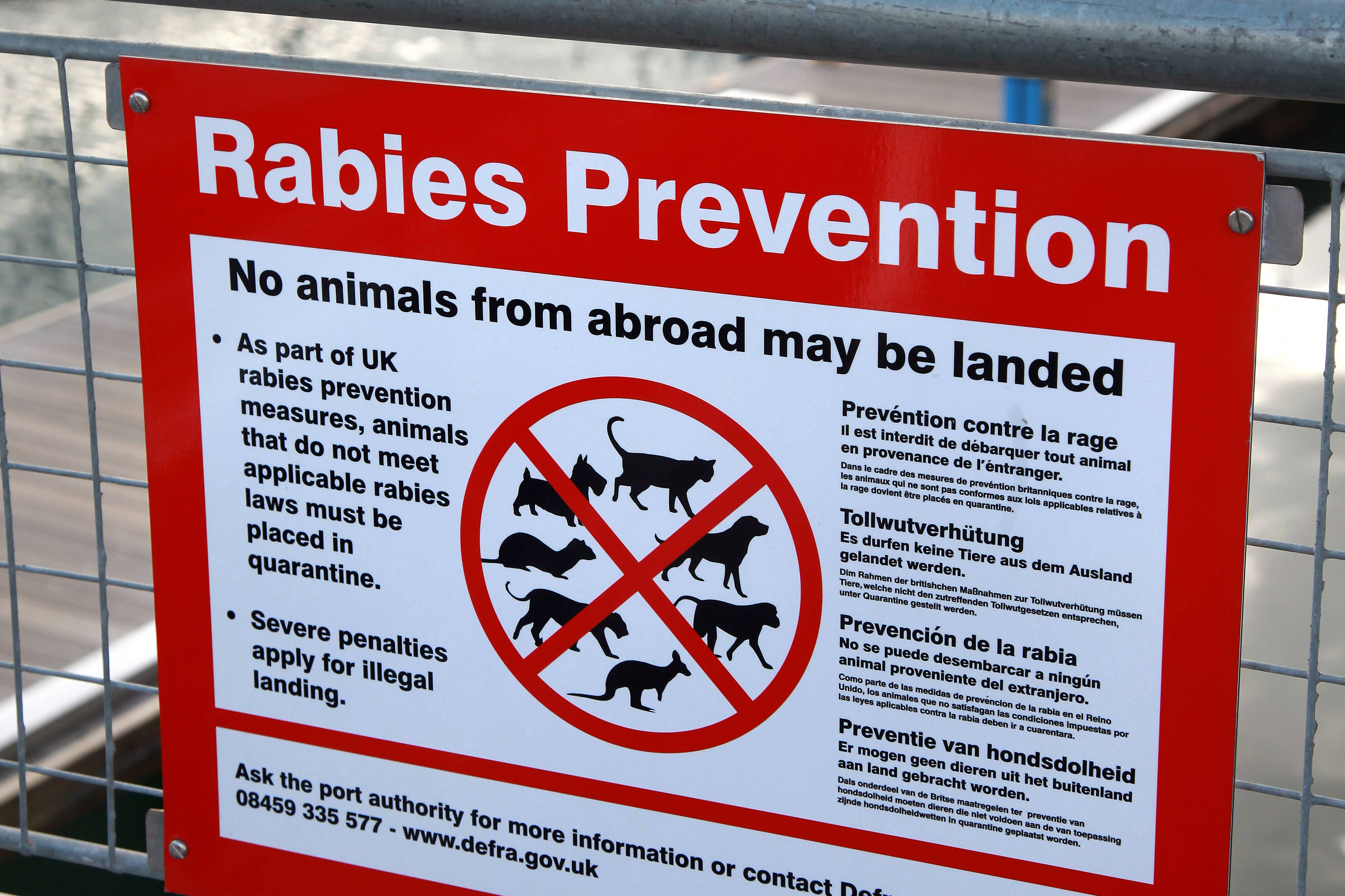 People are advised to check whether they may need a rabies vaccine prior to travel