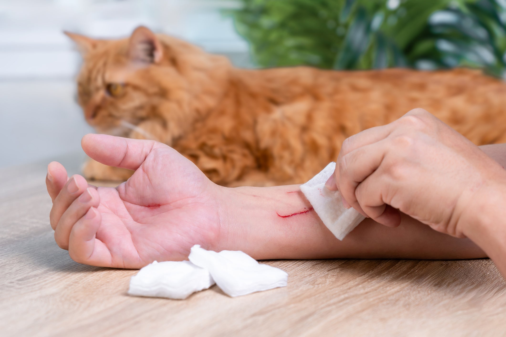 Rabies is passed on through injuries such as bites and scratches from an infected animal.