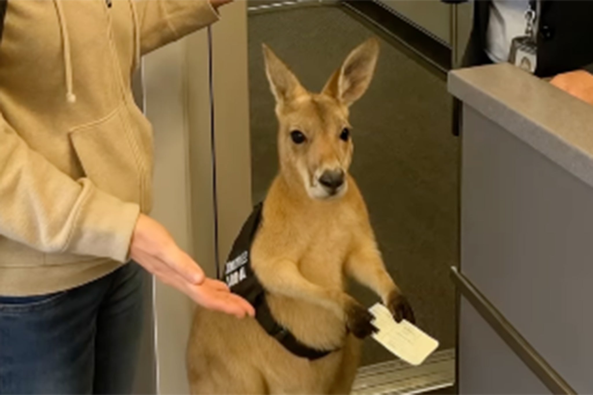 An AI-generated video of an 'emotional support kangaroo' at an airport fooled many, highlighting our vulnerability to fakes.