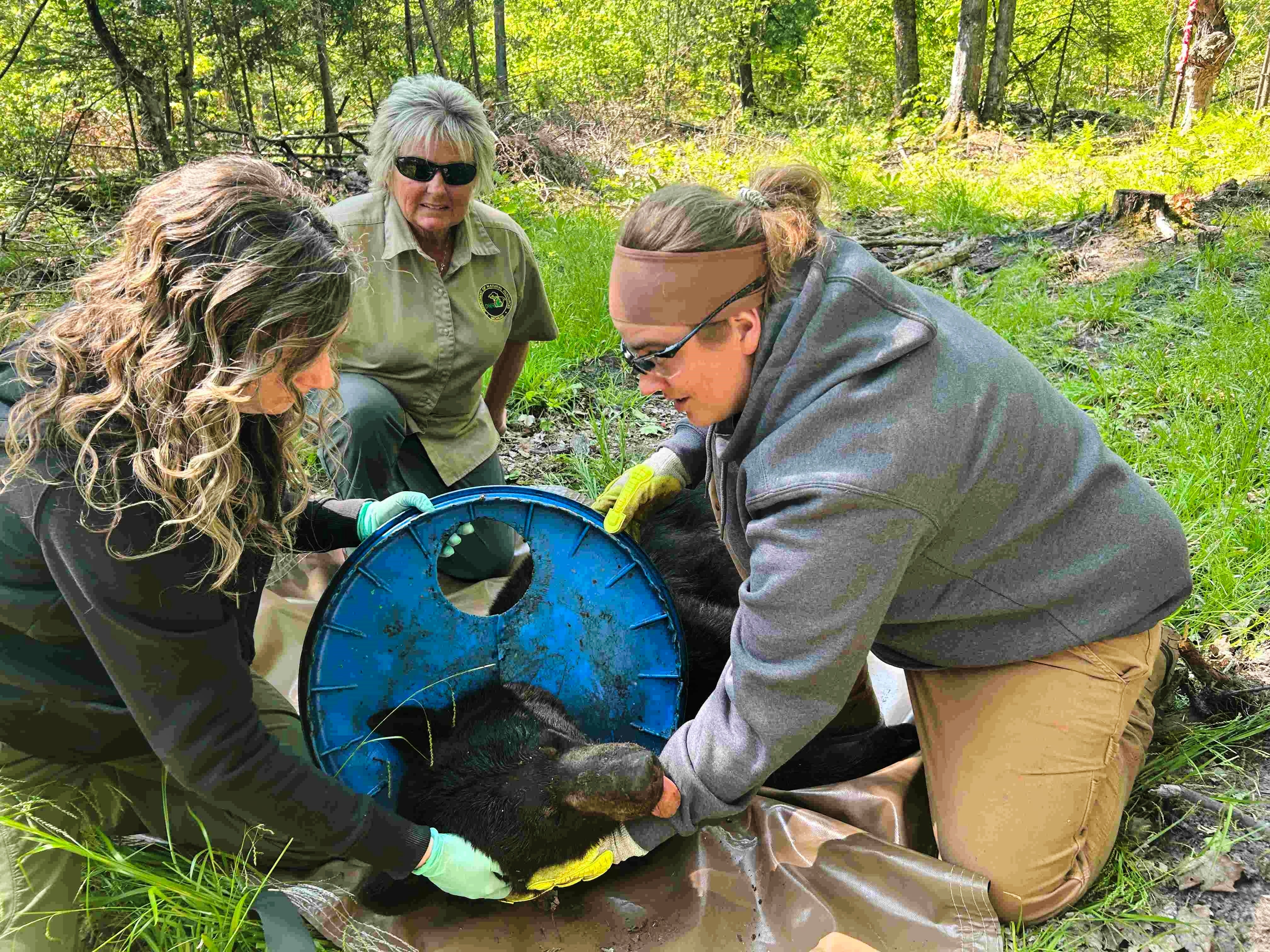 In this image provided by the Michigan Department of Natural Resources, DNS staffers, from left, Angela Kujawa, Sherry Raifsnider and Miranda VanCleave work to remove a lid from the neck of an immobilized black bear near Hillman, Michigan, on June 3, 2025. ( Michigan Department of Natural Resources via AP)