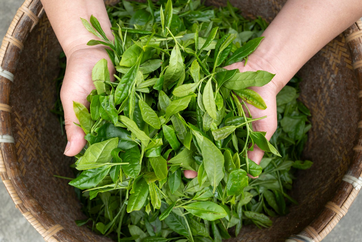 Tea grown in the UK has a rich and diverse chemical profile.