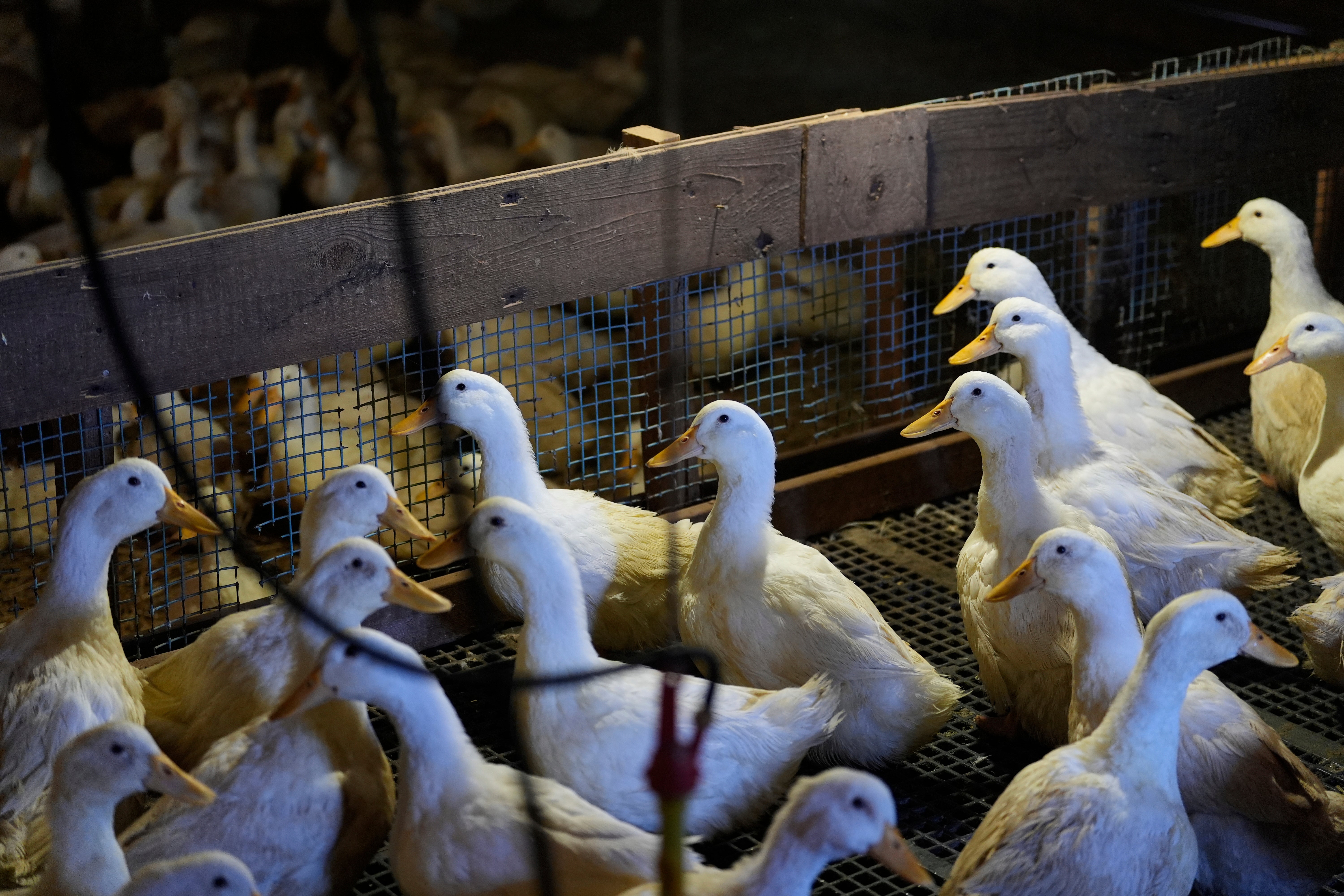 Ducks walk around their barn at the Crescent Duck Farm in Aquebogue, New York