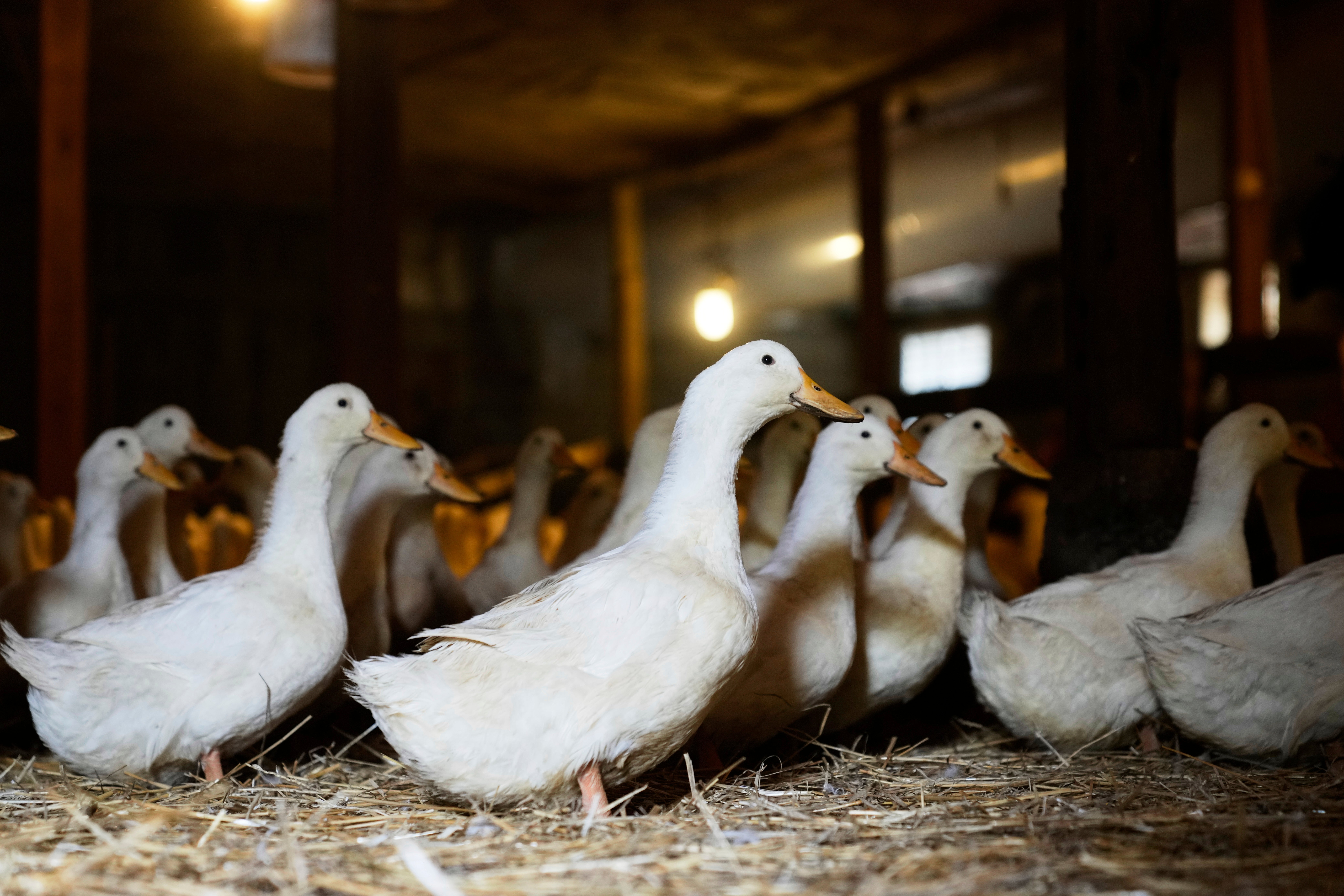 Crescent Duck Farm became a casualty of the global avian flu outbreak, and was of many farms around the US that had to cull their entire flock