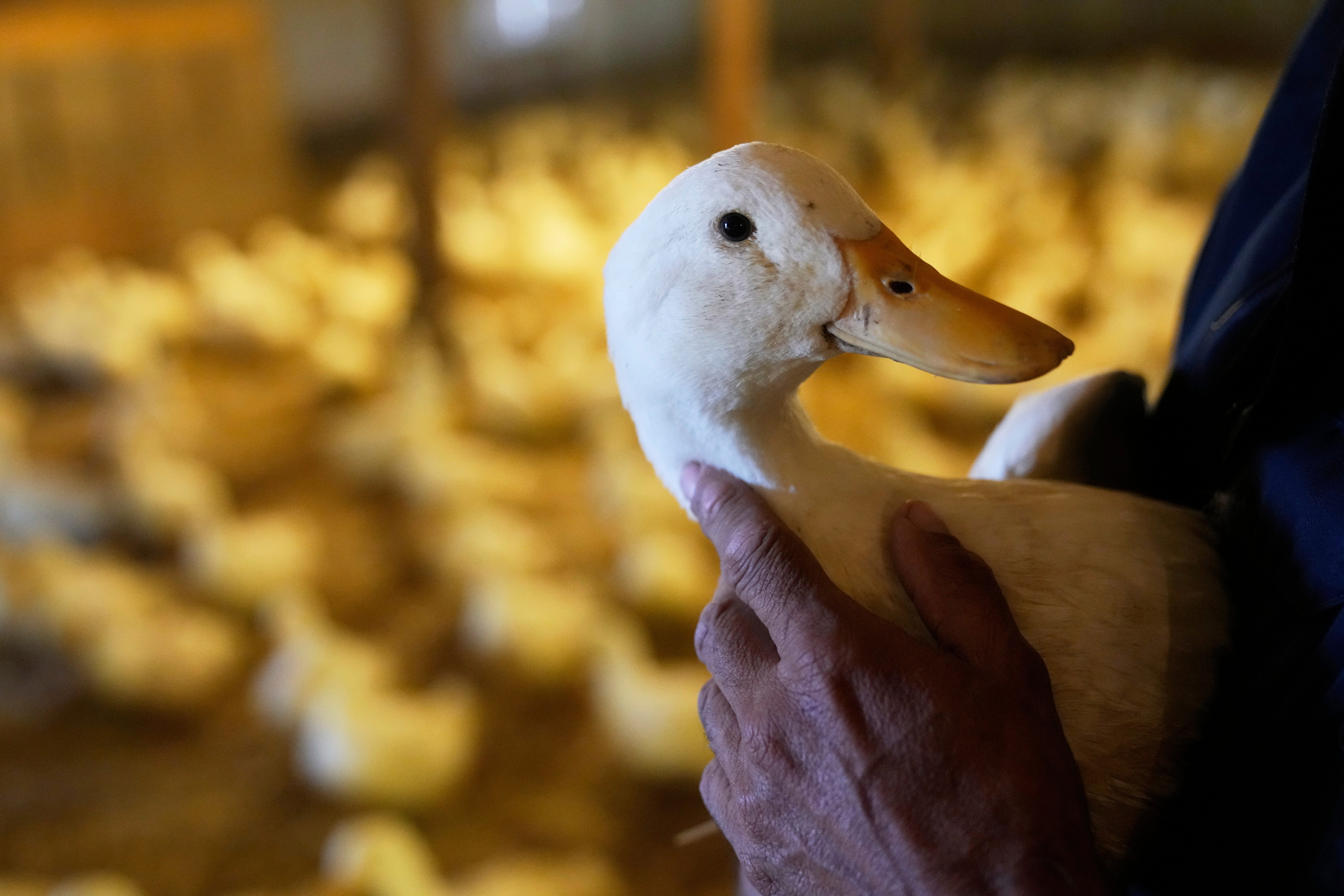One of the ducks at the Crescent Duck Farm in Aquebogue, New York