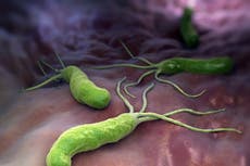 Gut bacteria may hold key to protecting brain against Alzheimers