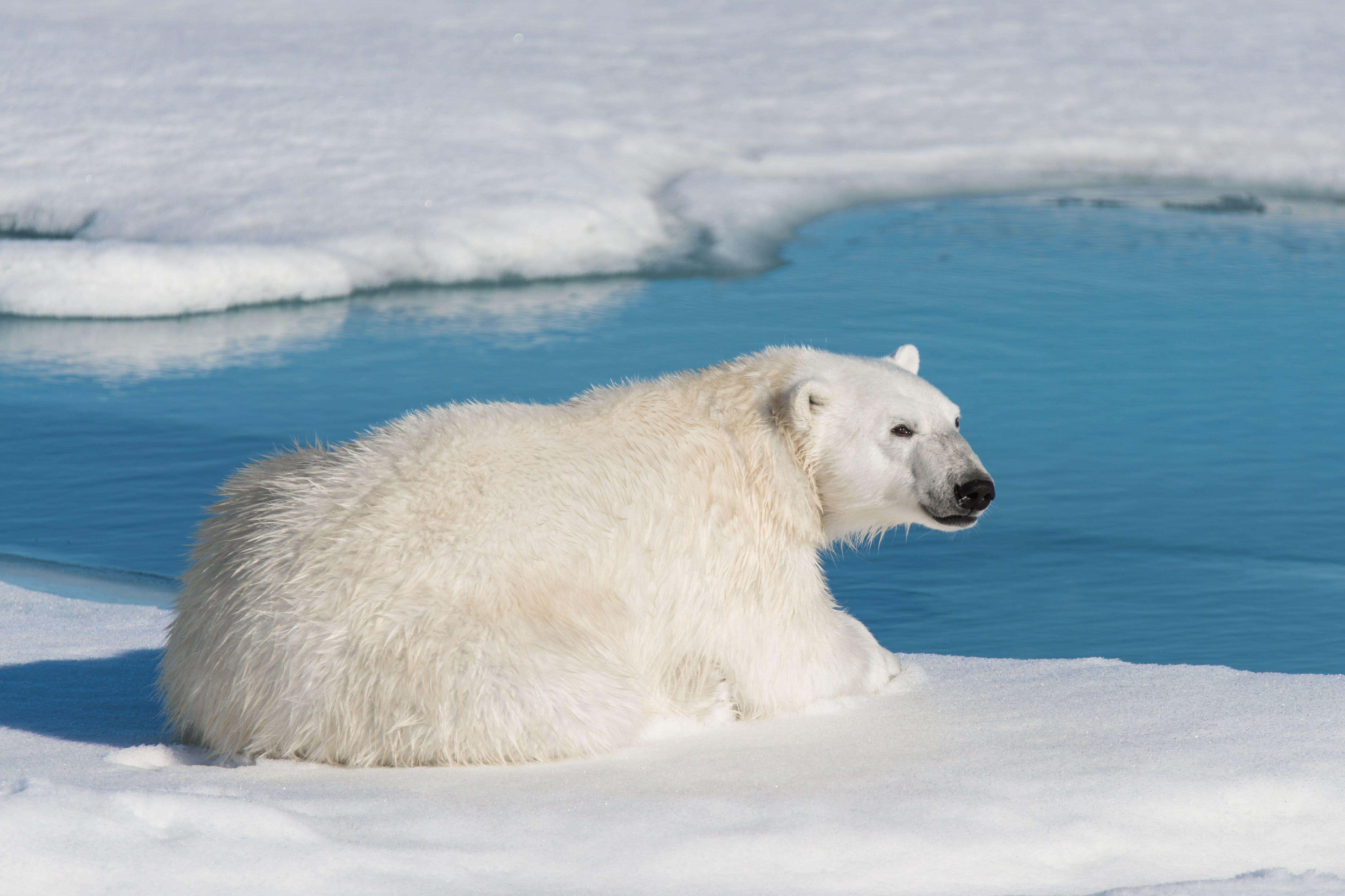 New rules could see end of close-up polar bear photos in cruise brochures