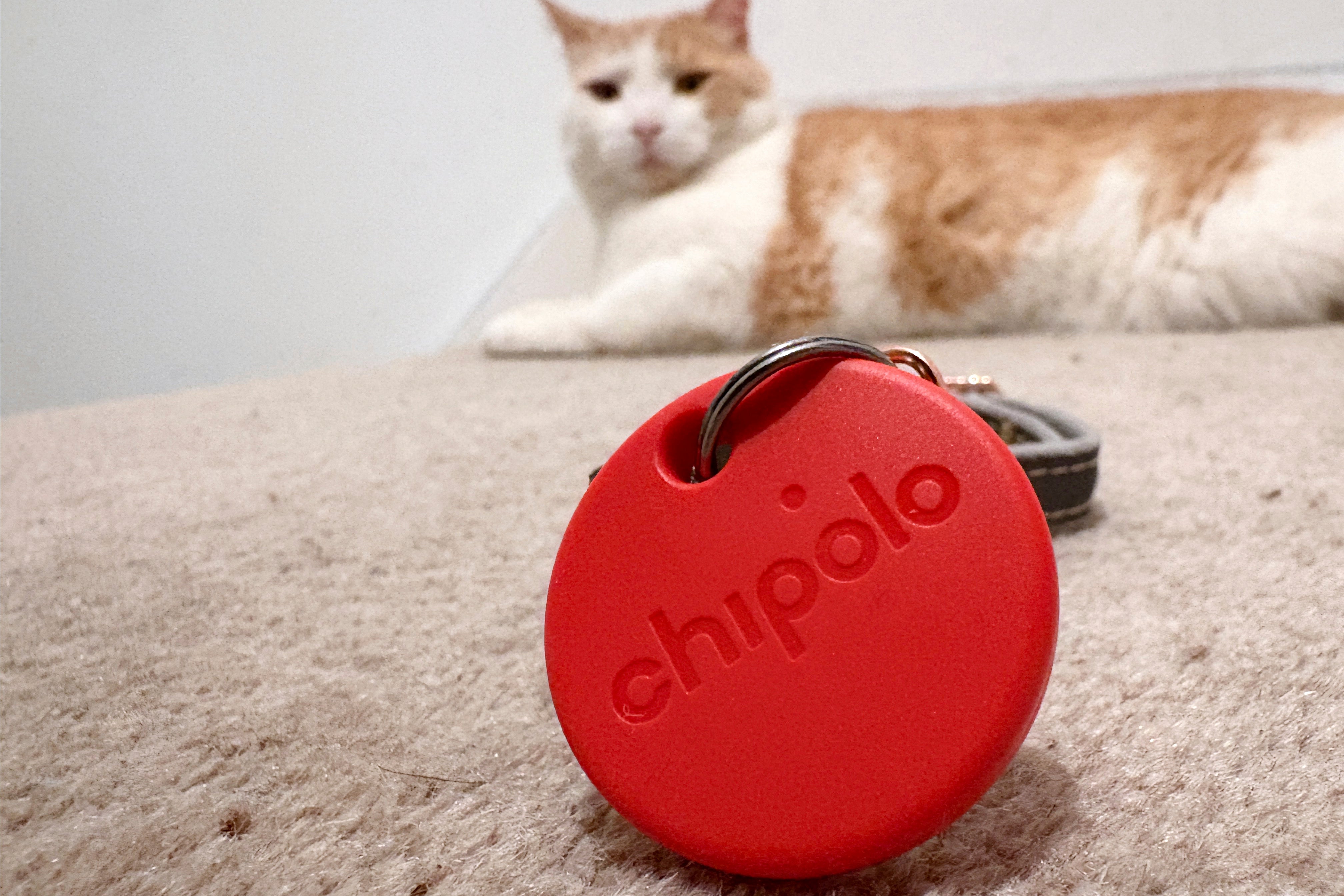 One Tech Tip Tracking Your Pet