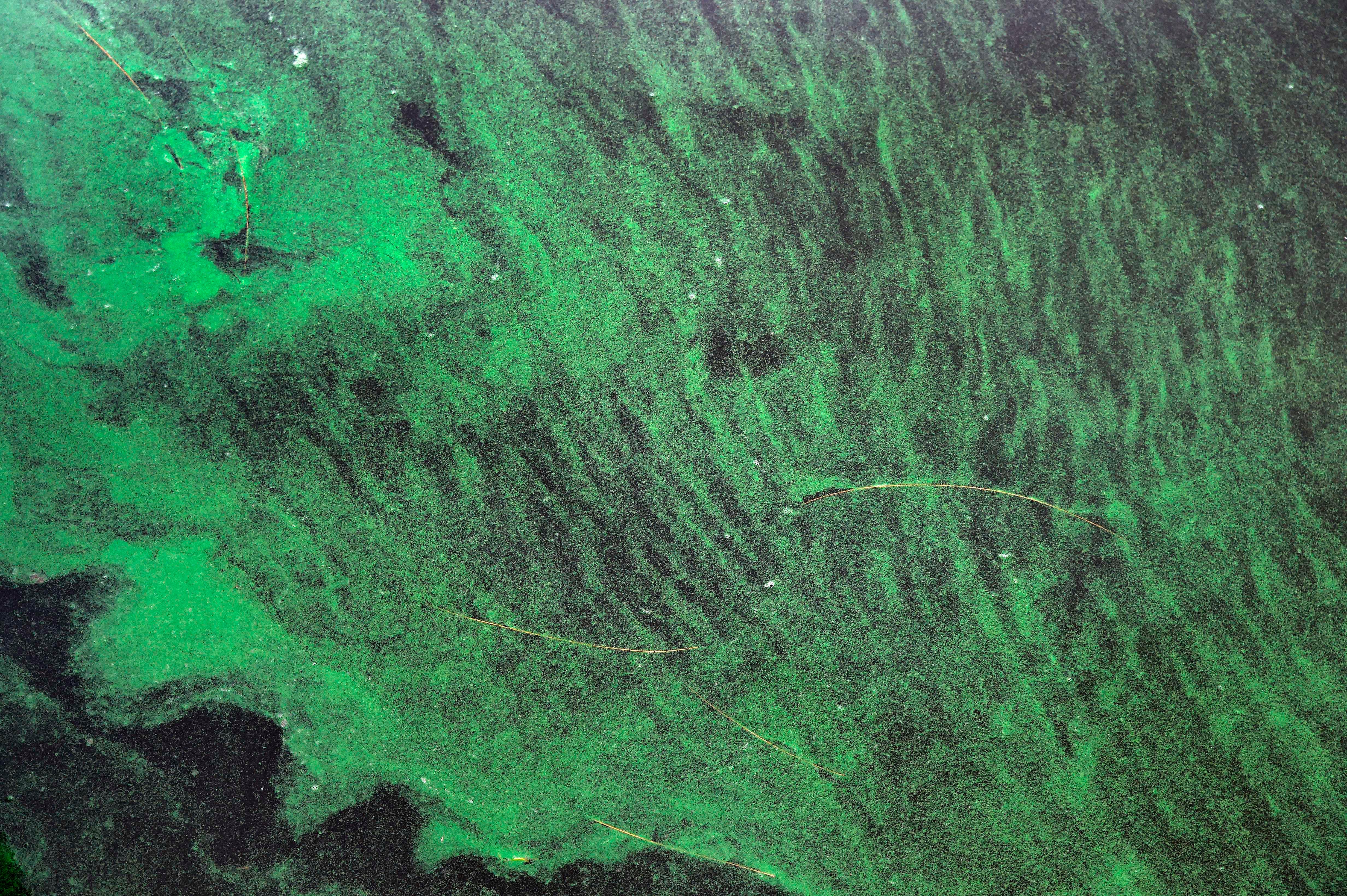 Living along a coast or lake exposed to harmful algae blooms could be more dangerous than people believe. Michigan researchers warn living near them could slash survival for people with ALS