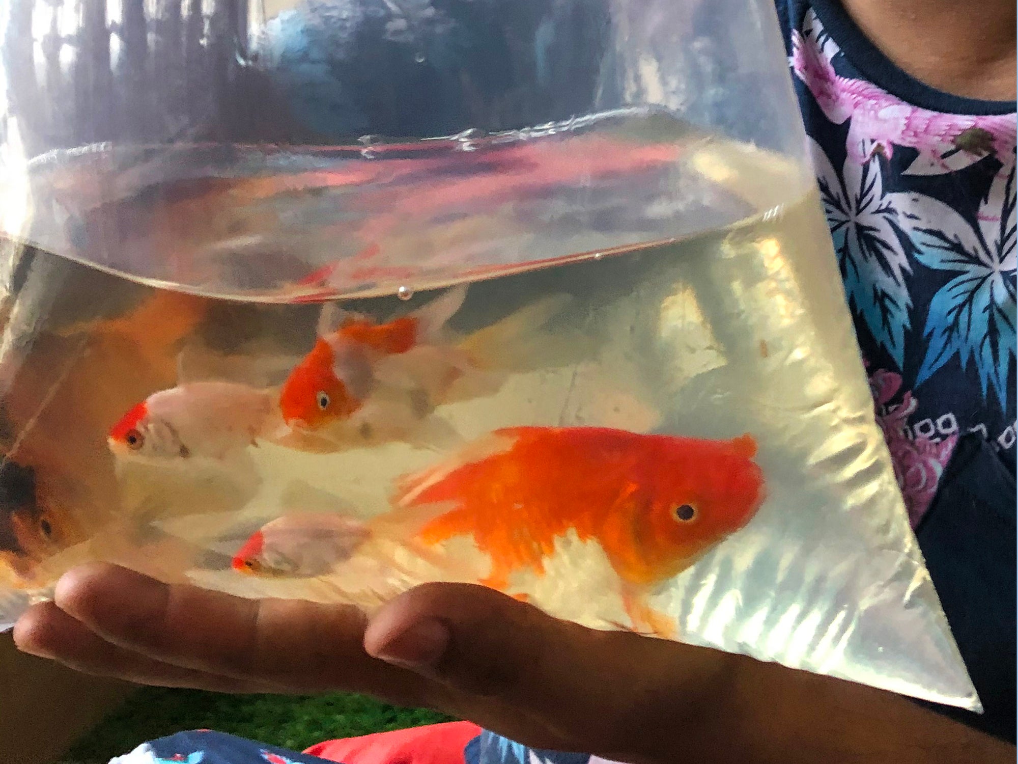 Water in small bags quickly runs out of oxygen for fish